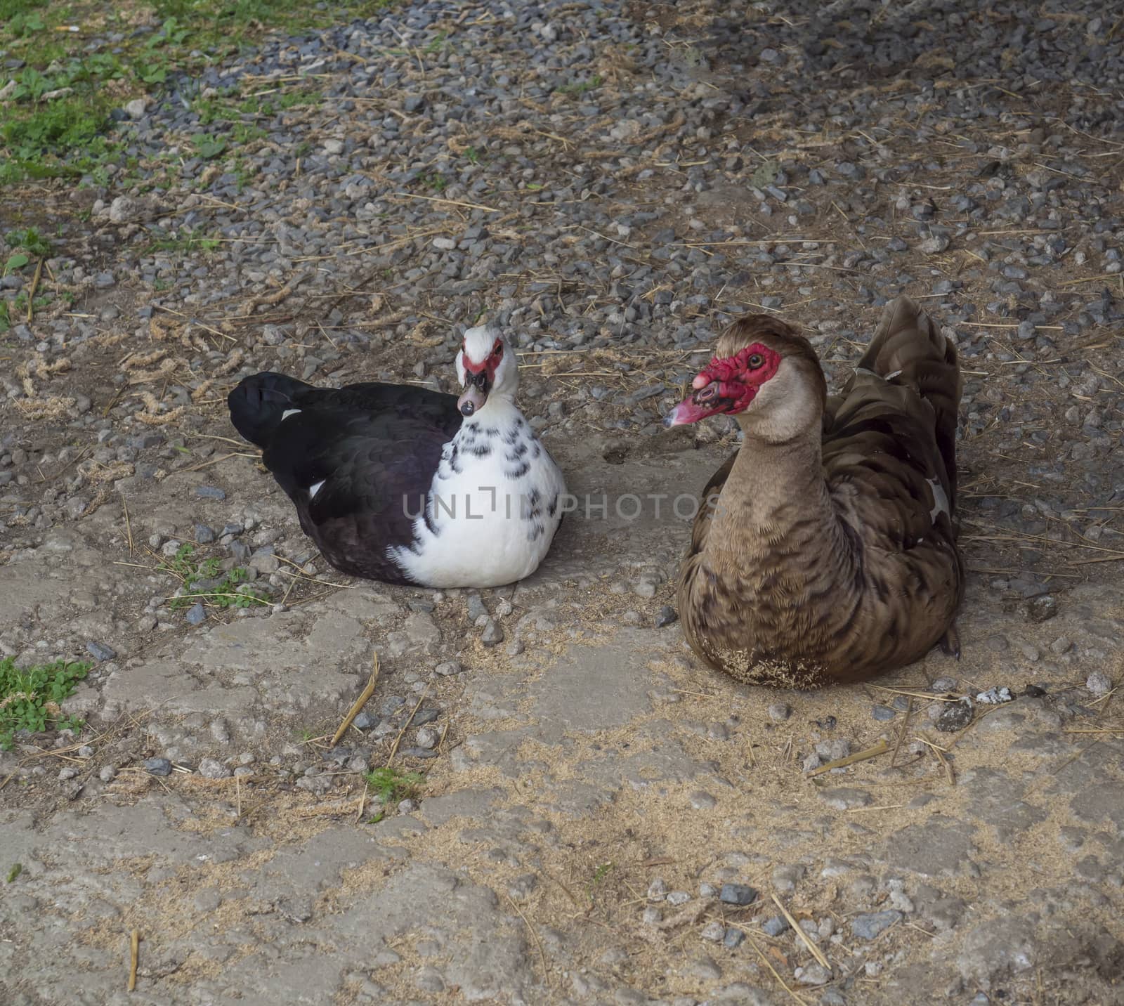Muscovy duck Muscovy duck Cairina moschata sitting couple male and female, large duck native to Mexico, Central, and South America by Henkeova