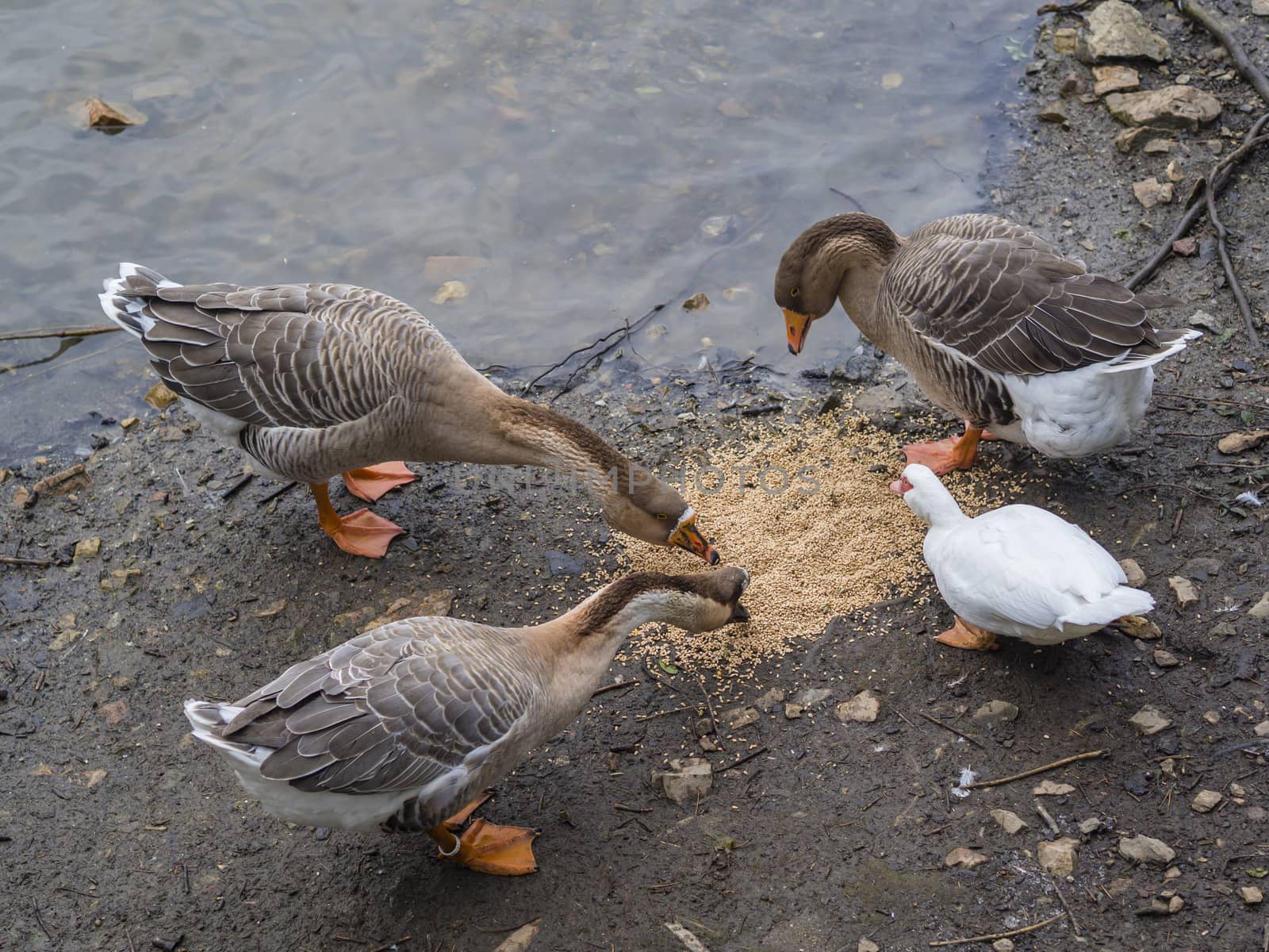 group of Greylag goose Anser anser eating grain on the bank of p by Henkeova