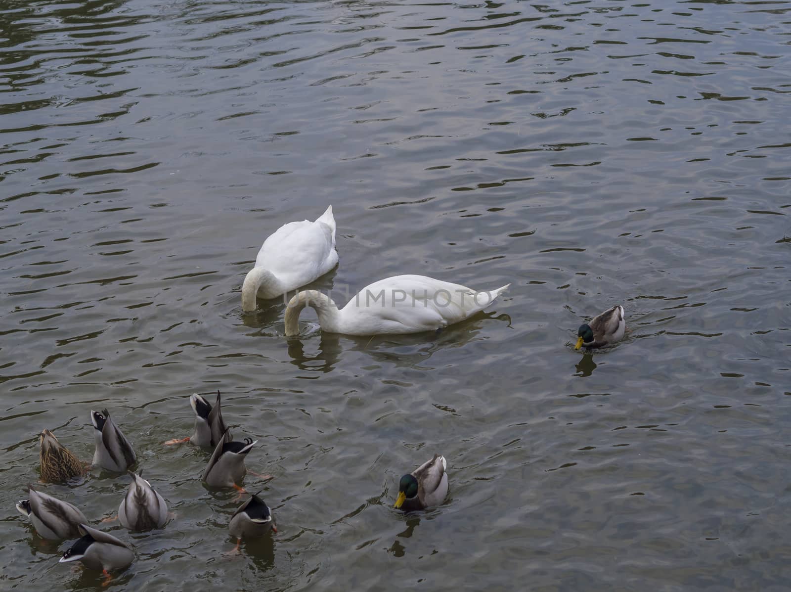 couple of white swan diving heads into pond with group od duck a by Henkeova