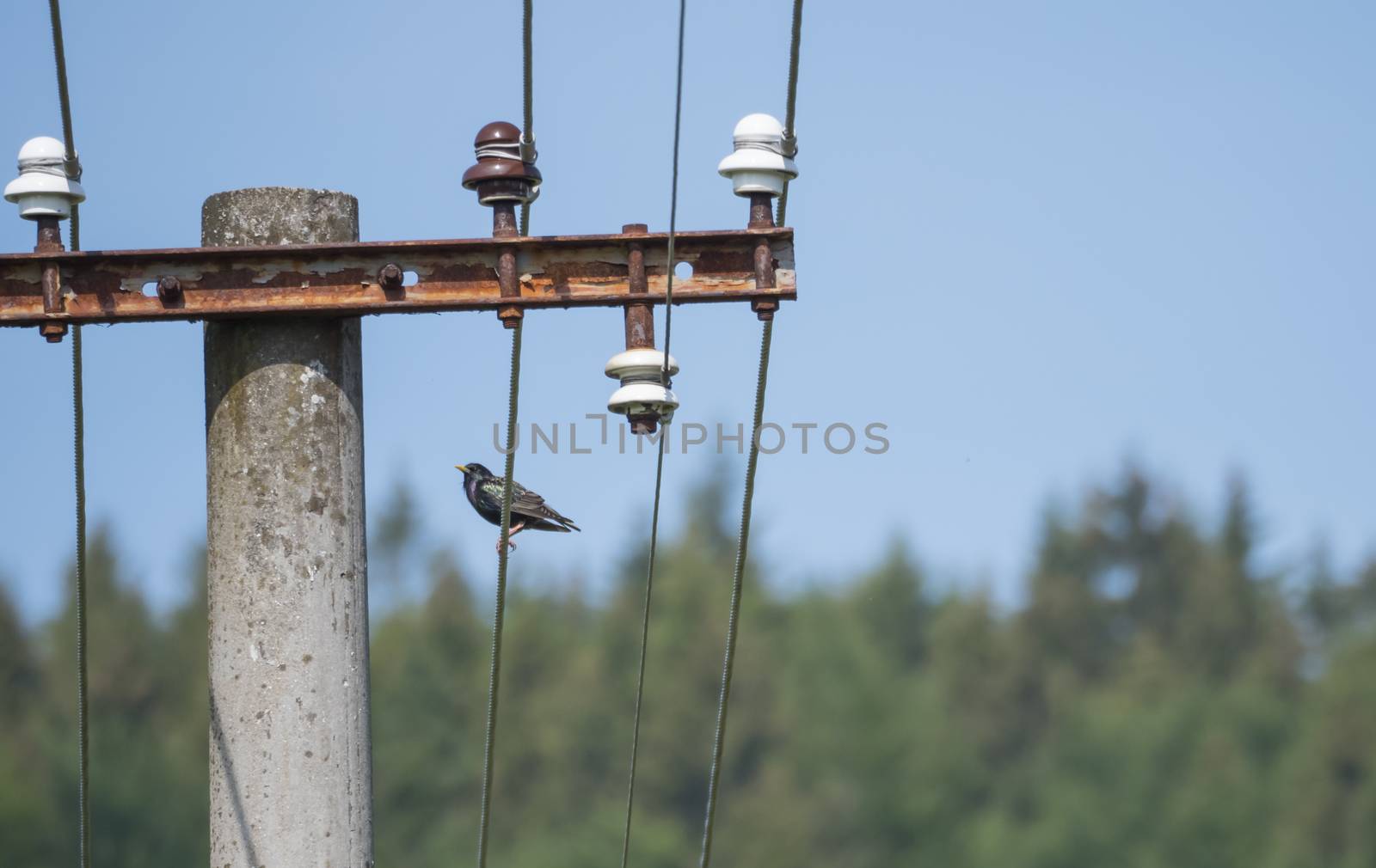 Common starling Sturnus vulgaris, also known as the European starling bird sitting on eletric wire against a blue sky and bokeh trees. Copy space by Henkeova