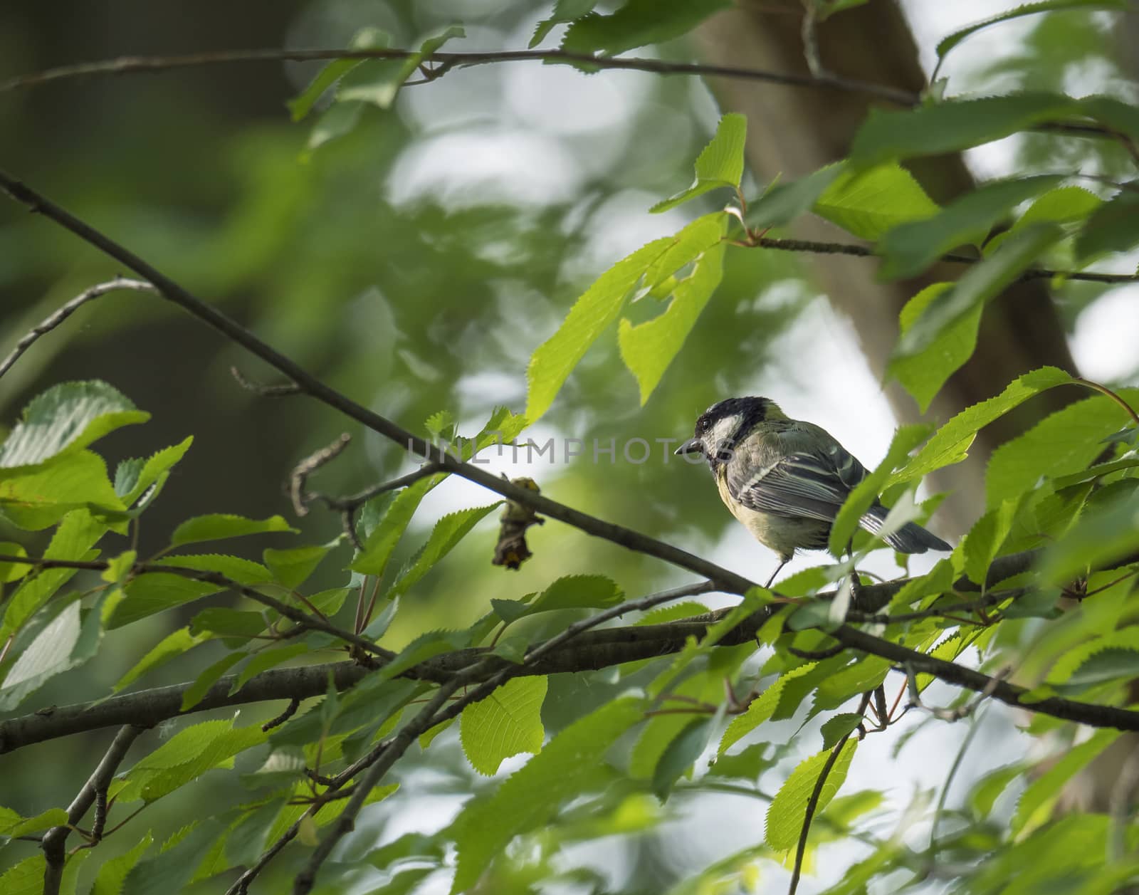 coal tit, Periparus ater sitting on the branch with spring green leaves . Wildlife scene from nature. Song bird in the natural habitat. by Henkeova