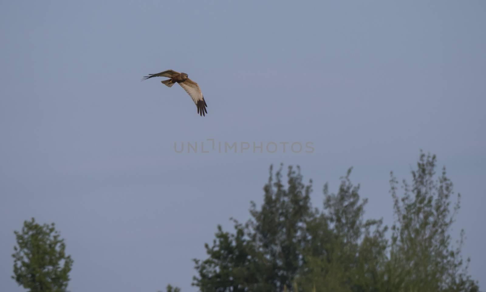 western marsh harrier Circus aeruginosus flying over tree crowns aganst clear blue sky by Henkeova