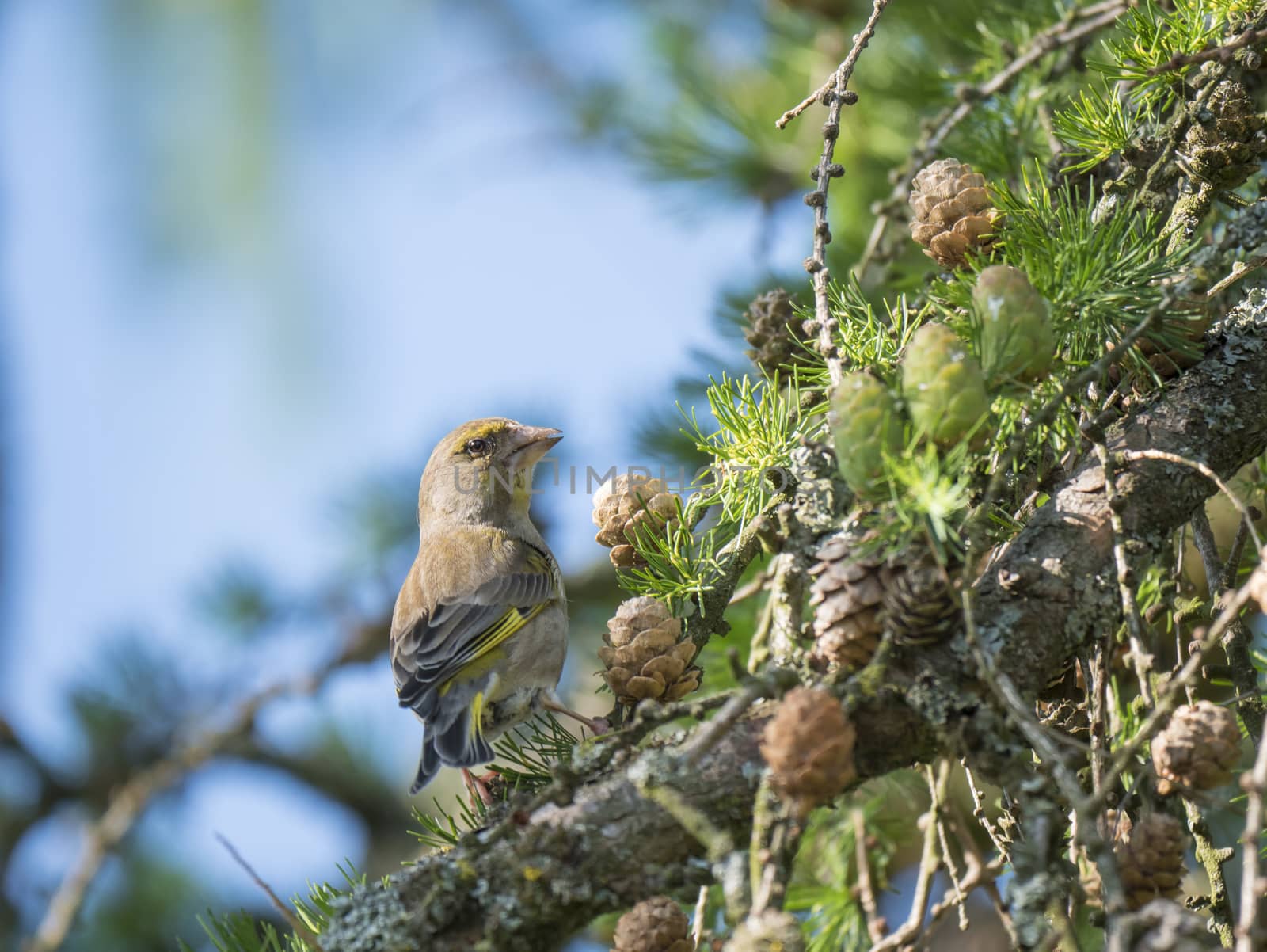 Close up male European greenfinch Chloris chloris sits on the branch of a larch tree and pecking and eating cone seeds. Chloris chloris is a small passerine bird in the finch family Fringillidae. Blue sky background