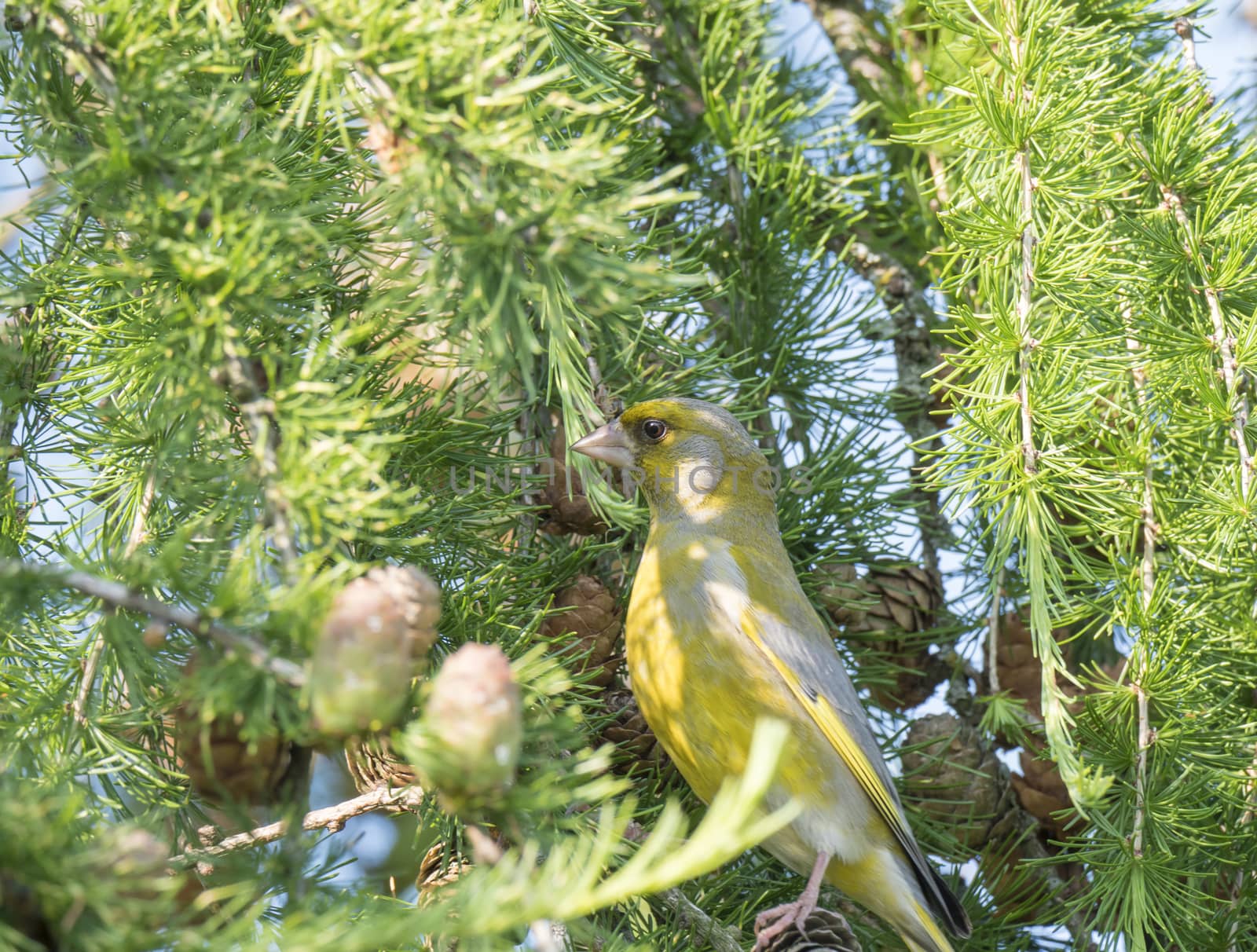 Close up male European greenfinch Chloris chloris sits on the branch of a larch tree and pecking and eating cone seeds. Chloris chloris is a small passerine bird in the finch family Fringillidae