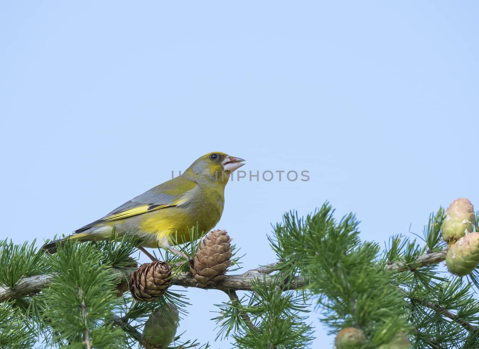 Close up male European greenfinch Chloris chloris sits on the branch of a larch tree. Chloris chloris is a small passerine bird in the finch family Fringillidae. Blue sky background. by Henkeova