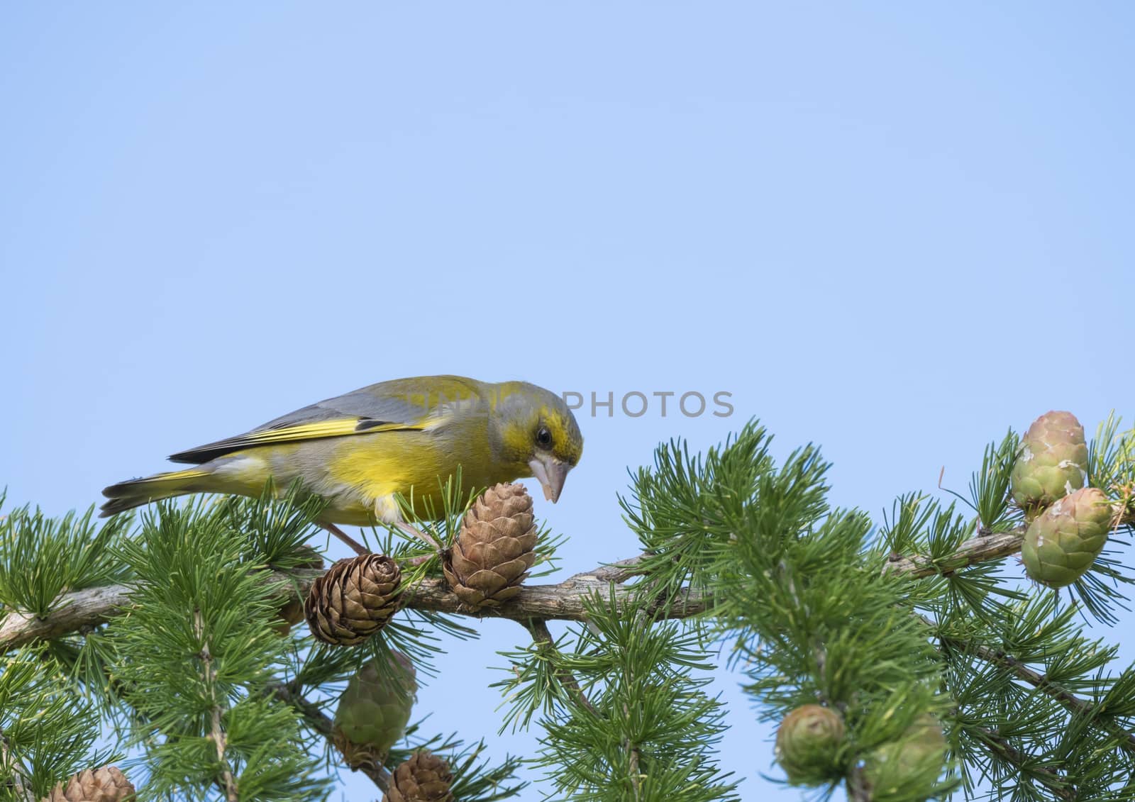 Close up male European greenfinch Chloris chloris sits on the branch of a larch tree and pecking and eating cone seeds. Chloris chloris is a small passerine bird in the finch family Fringillidae. Blue sky background. by Henkeova