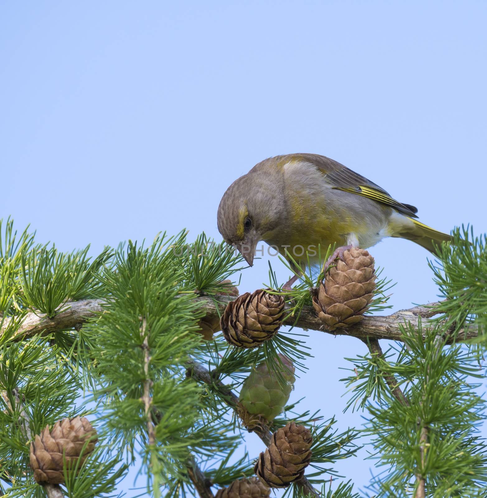 Close up male European greenfinch Chloris chloris sits on the branch of a larch tree and pecking and eating cone seeds. Chloris chloris is a small passerine bird in the finch family Fringillidae. Blue sky background. by Henkeova