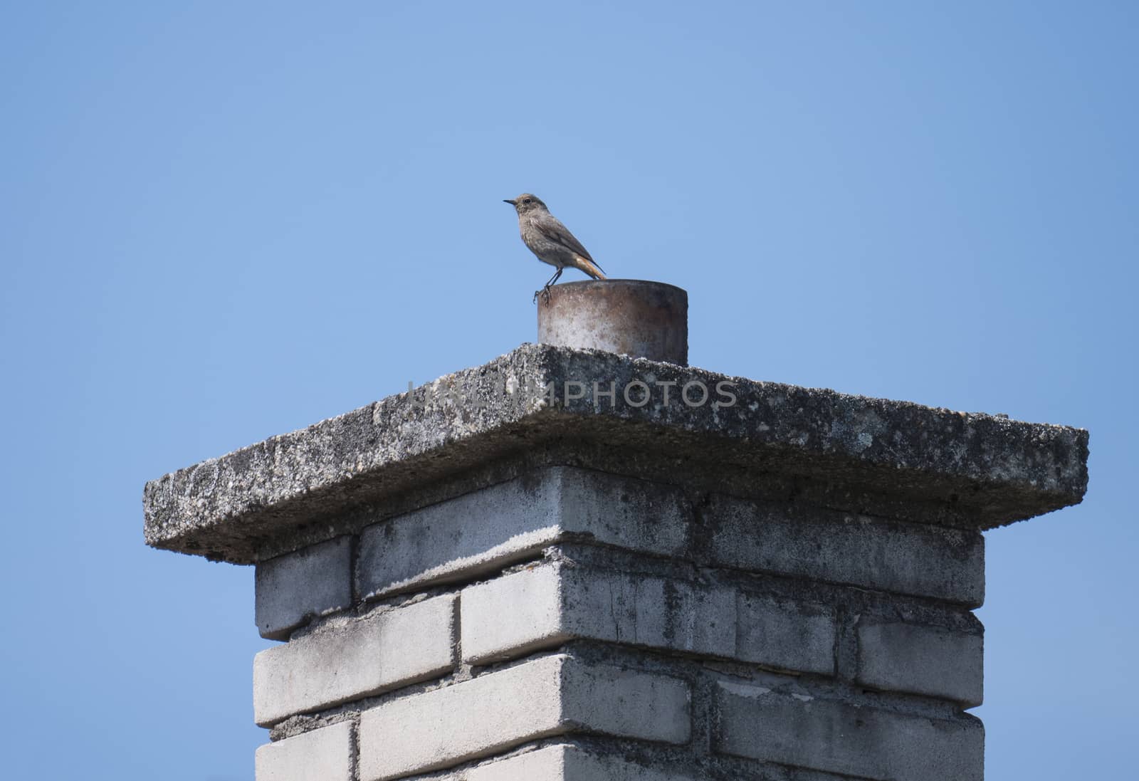 Female Black redstart Phoenicurus ochruros perched on brick chimney with blue sky background by Henkeova