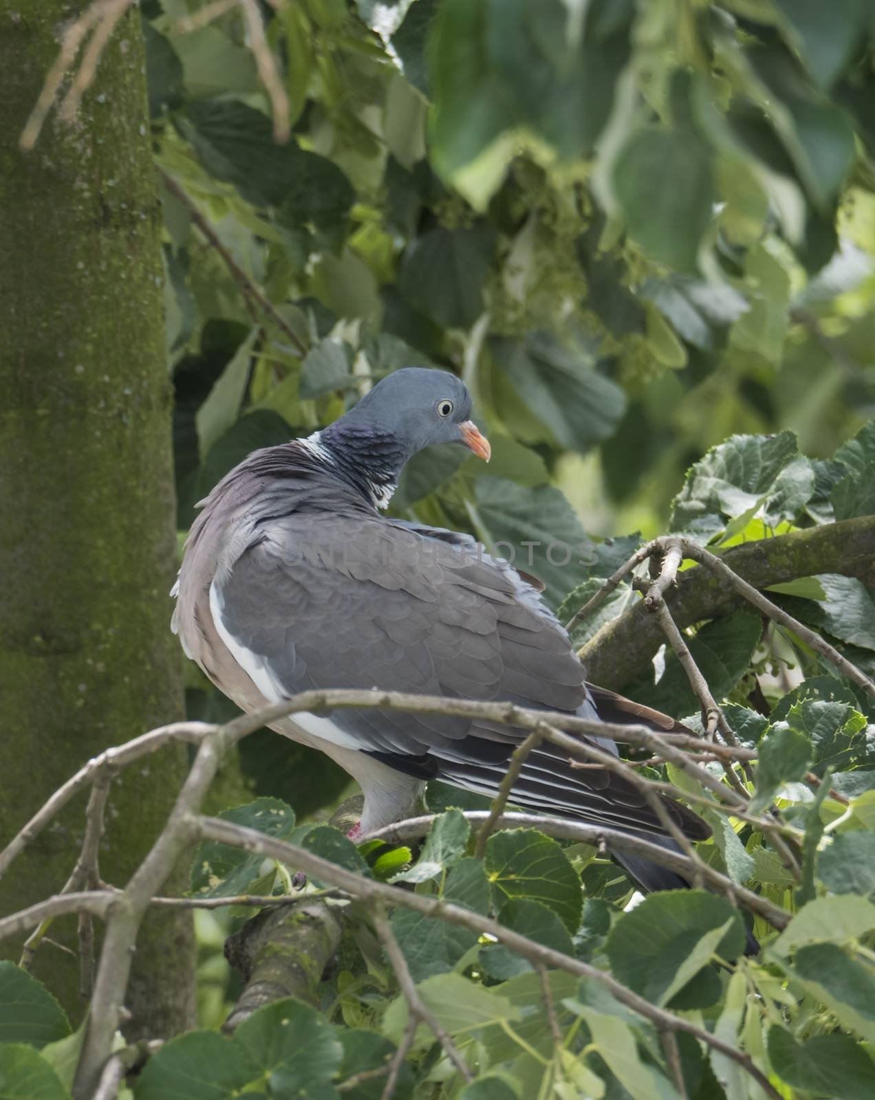 Close up common Wood pigeon Columba palumbus perched on linden tree branch between green leaves by Henkeova