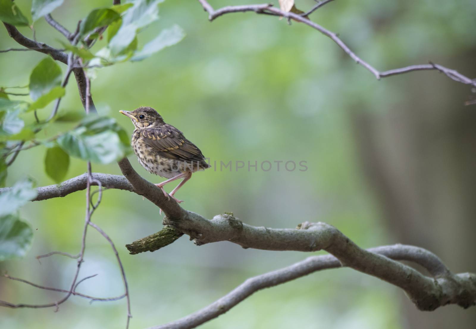 American Robin Turdus migratorius female juvenile perched on a tree branch with leaves, green bokeh background, copy space by Henkeova