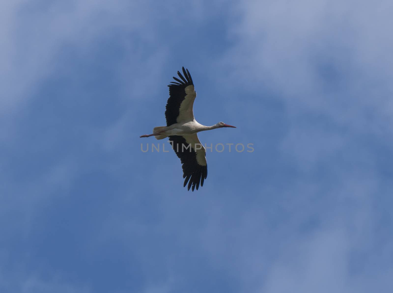 The white stork, Ciconia ciconia, flying with widely spread wings on blue sky background by Henkeova