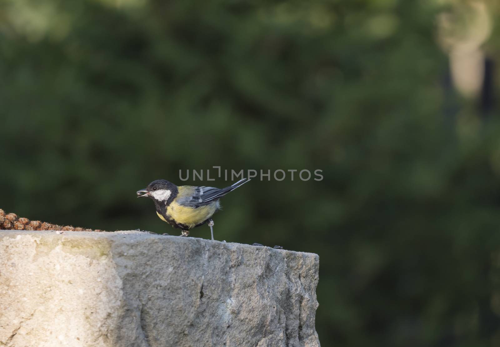 Close up male Great tit Parus major sits on the sandstone wall eating and feeding with sunflower seed in bill. Great tit is a passerine bird in the tit family Paridae. Dark green bokeh background. by Henkeova