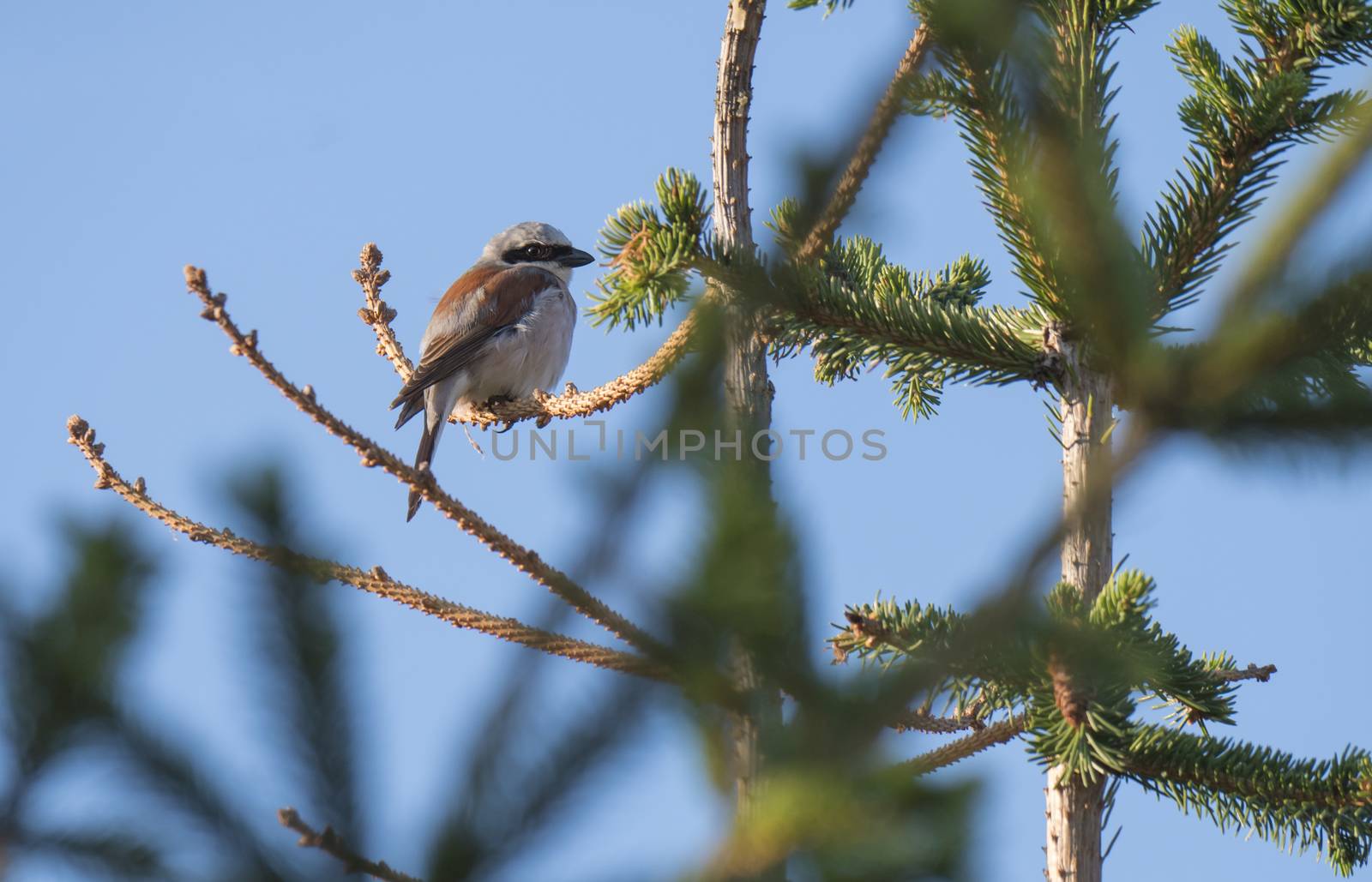 Red-backed shrike Lanius collurio sitting on a spruce tree branch against blue sky background. Red-backed shrike is a carnivorous passerine bird and member of the shrike family Laniidae by Henkeova