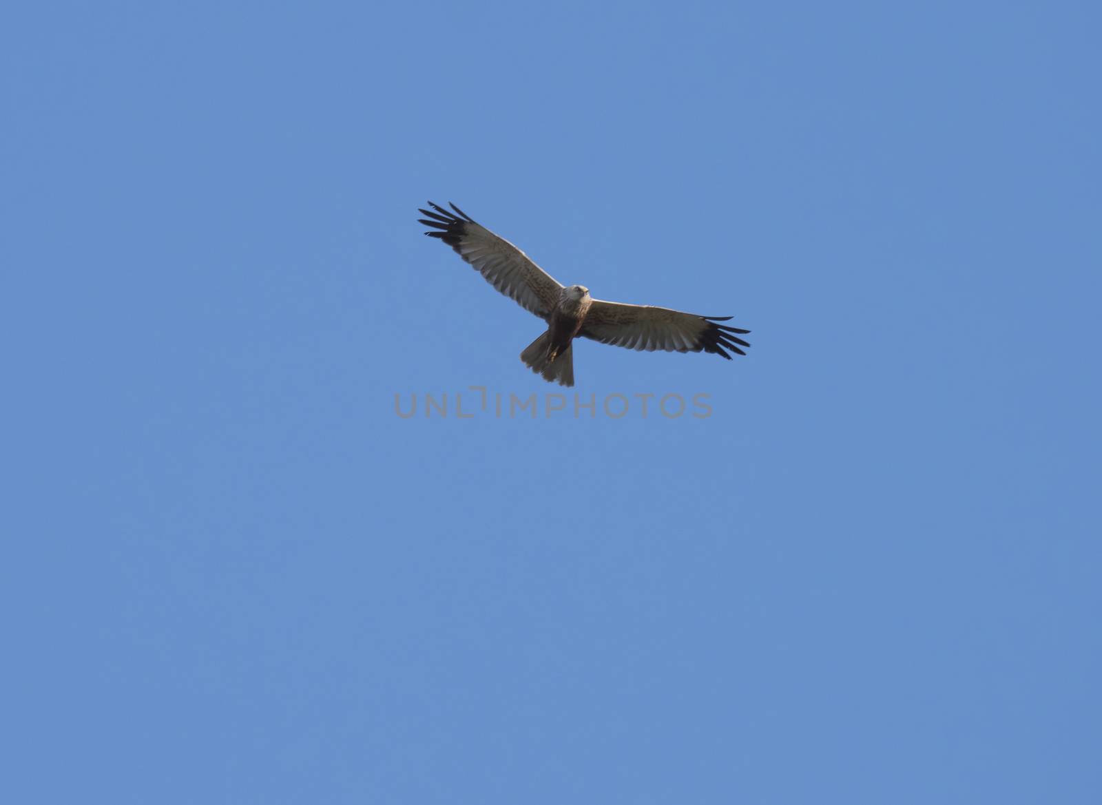 western marsh harrier Circus aeruginosus flying against clear blue sky by Henkeova