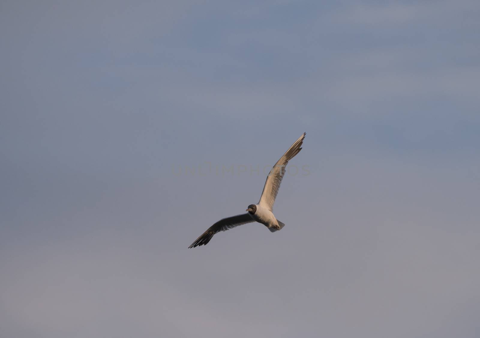 Adult Little Gull small seagull. Larus minutus in flight against pink blue sky, sunset hour