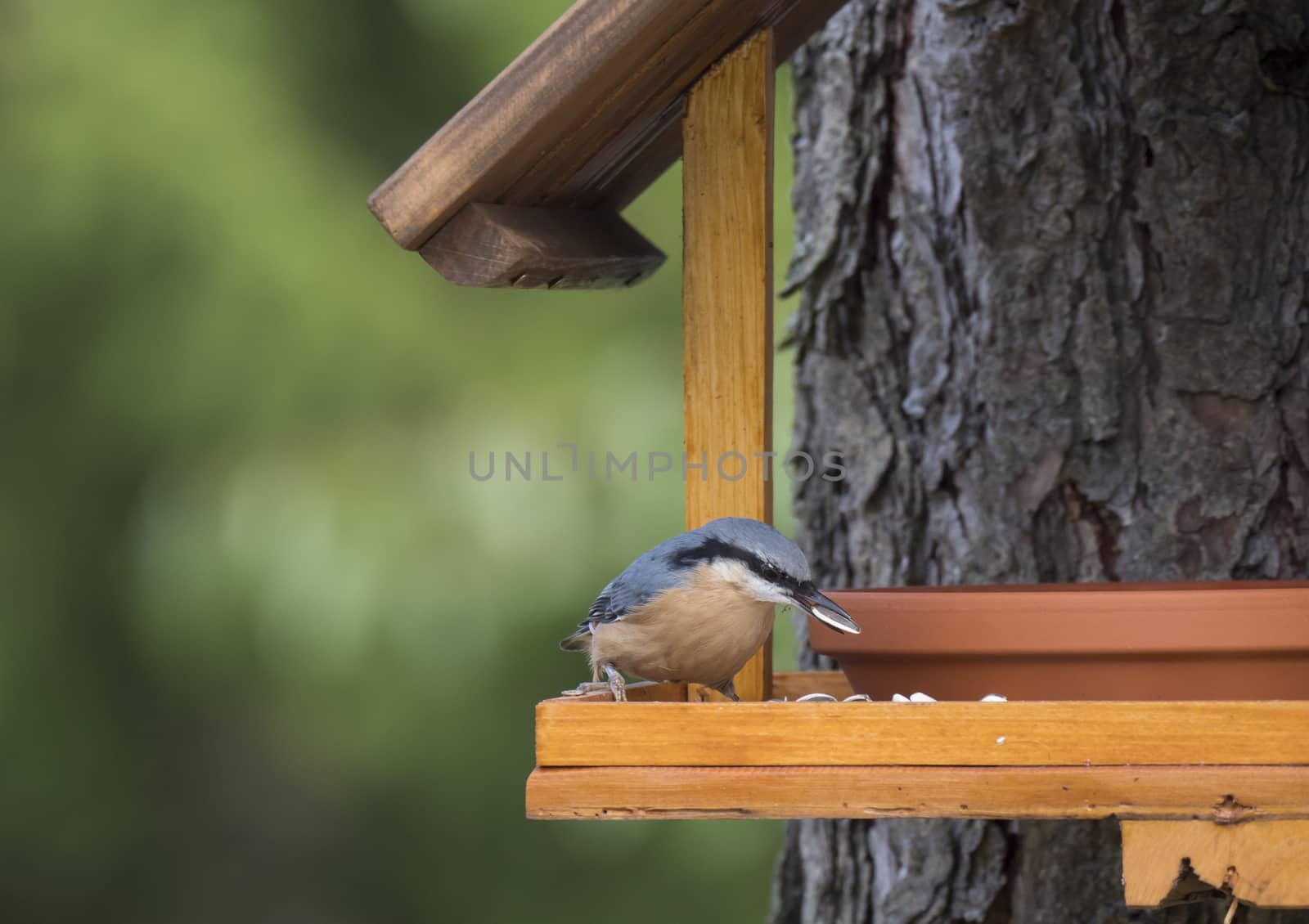 Close up wood Nuthatch or Eurasian nuthatch, Sitta europaea perched on the bird feeder table with sunflower seed. Bird feeding concept by Henkeova