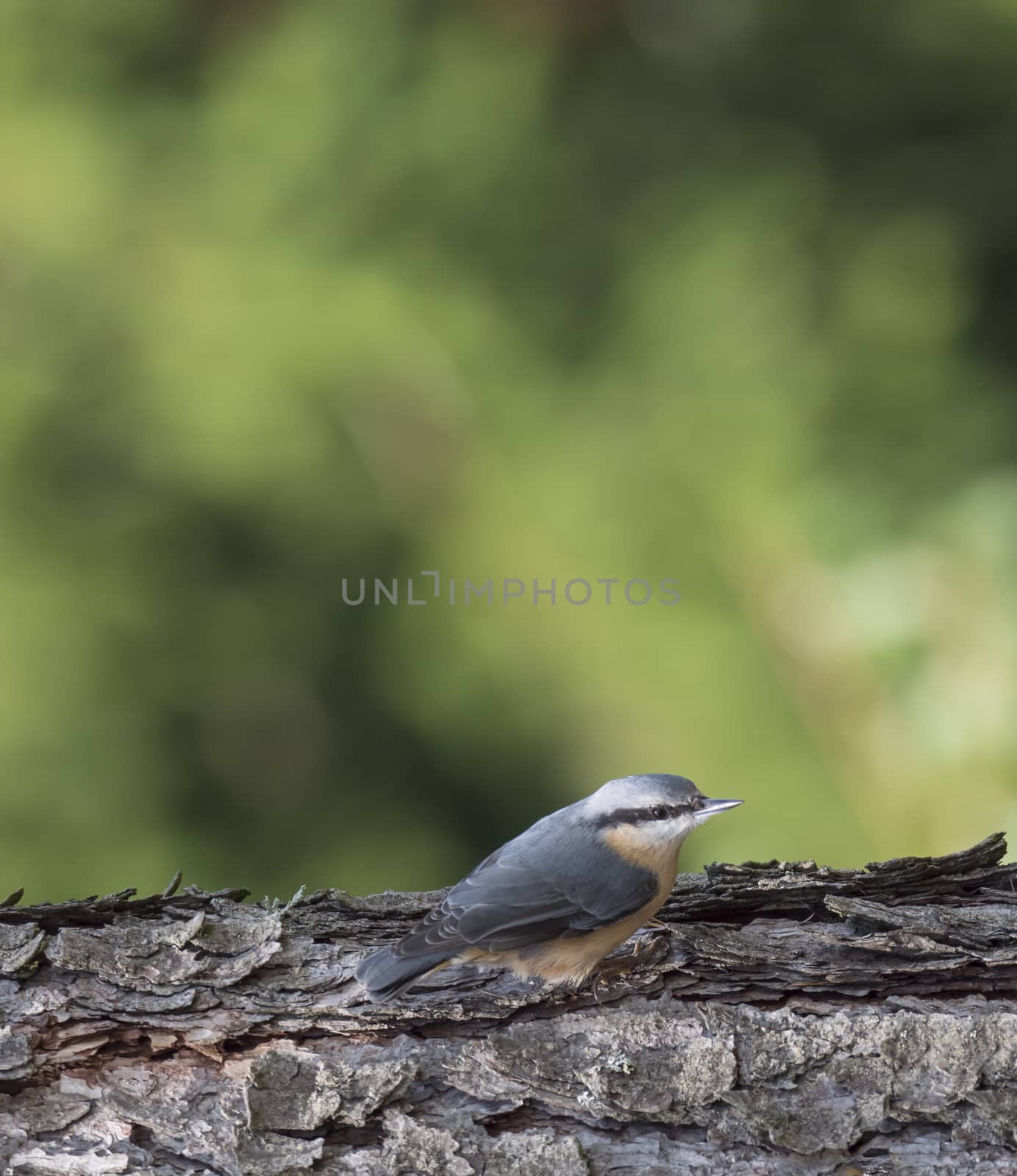 Close up wood Nuthatch or Eurasian nuthatch, climbing on larch tree trunk with head down. Green bokeh background, copy space
