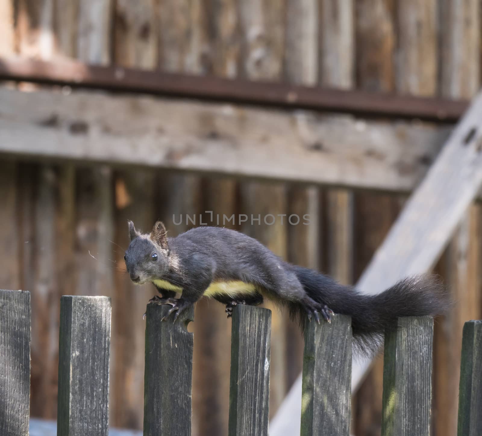 Close up Black squirrel, Sciurus vulgaris climbing on wooden fence paling. Selective focus, copy space by Henkeova