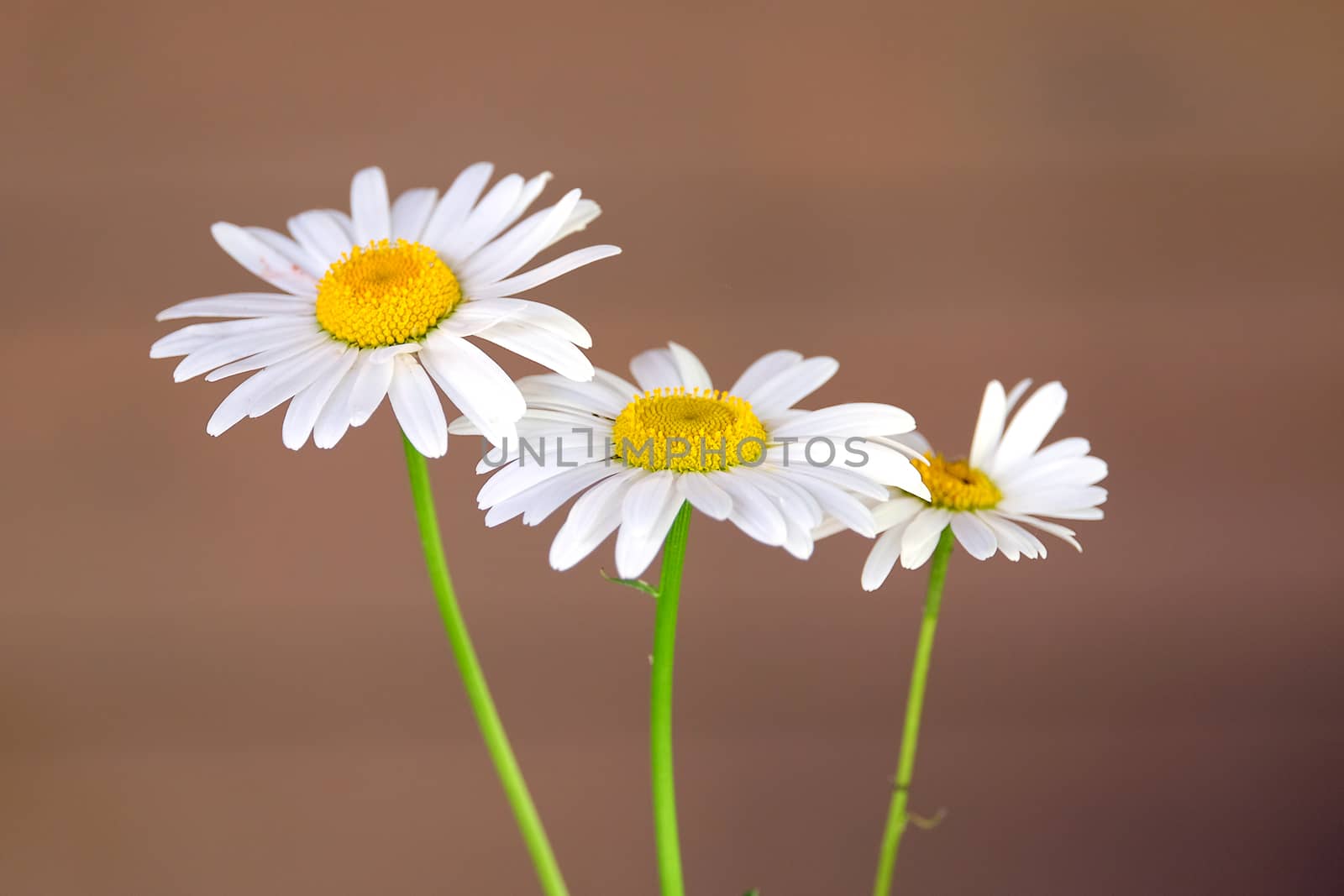 Three wild chamomile flowers on thin stems over blur brown background horizontal view by dymaxfoto
