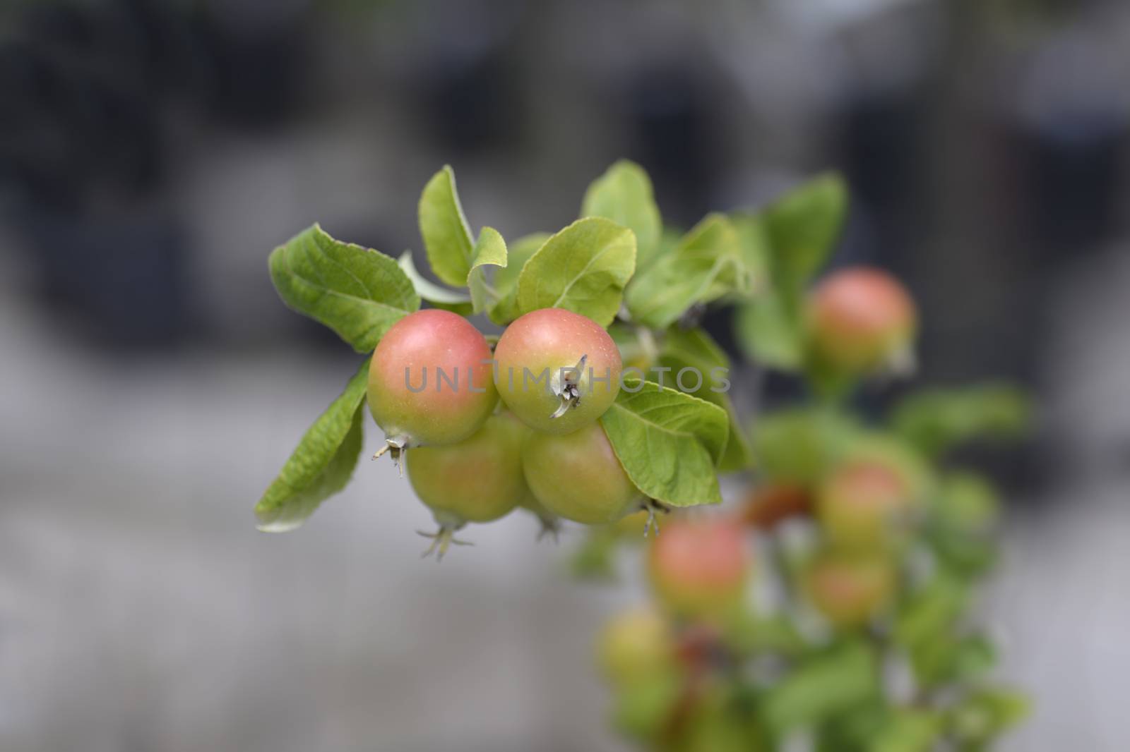 Crab apple Golden Hornet by nahhan