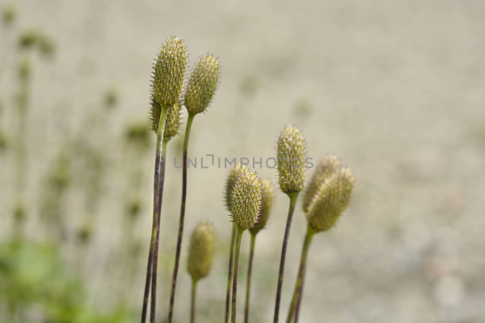 Tall anemone seed heads - Latin name - Anemone virginiana