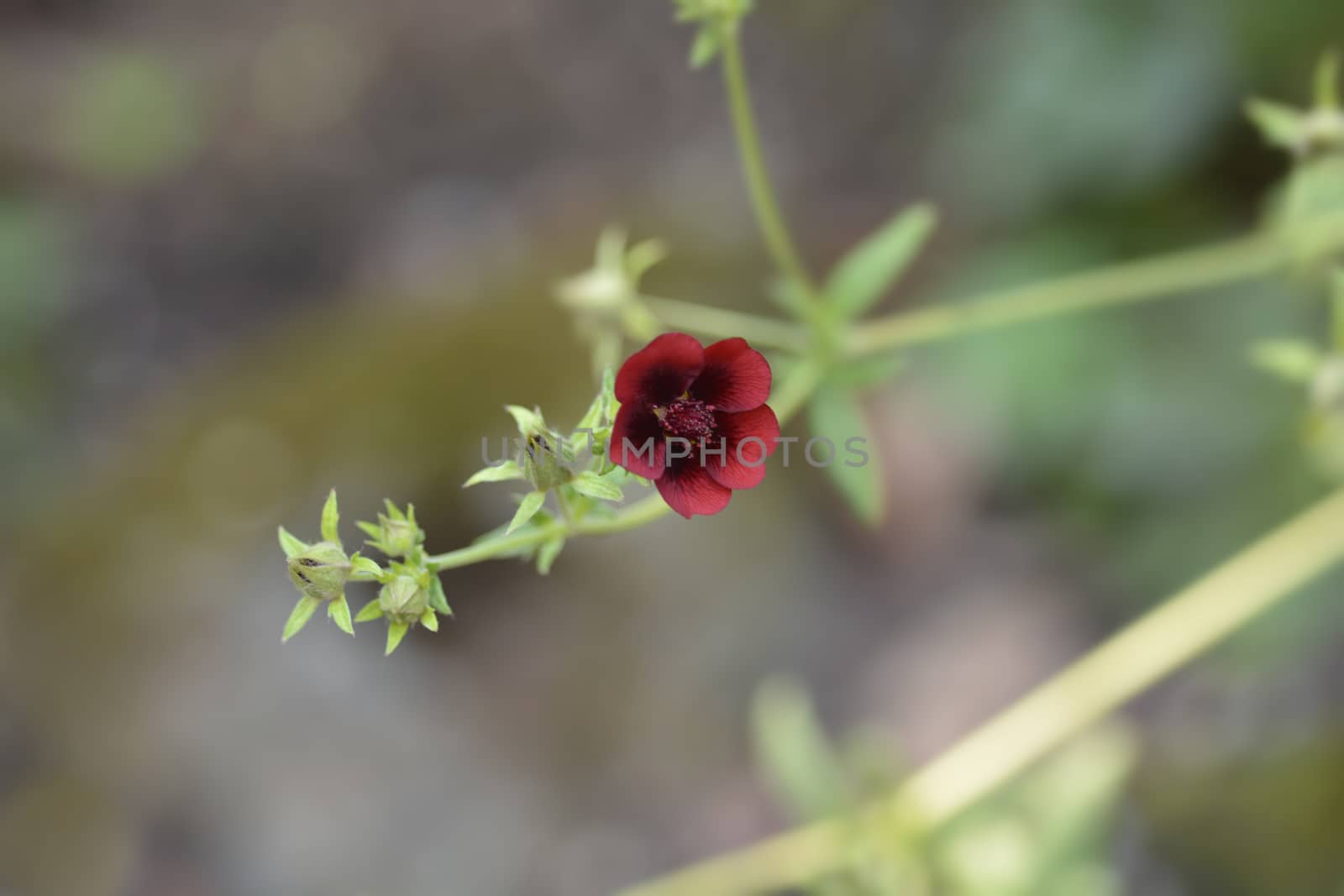 Dark Crimson Cinquefoil by nahhan