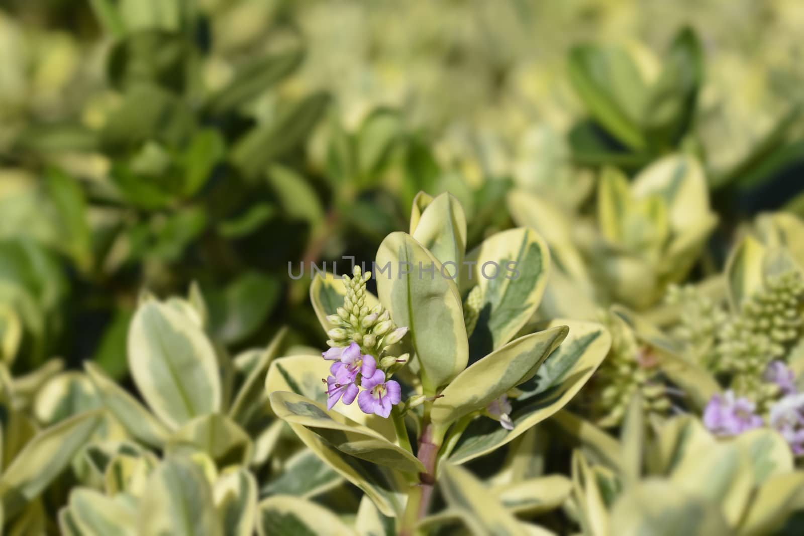 Variegated Andersons hebe - Latin name - Hebe x andersonii Variegata