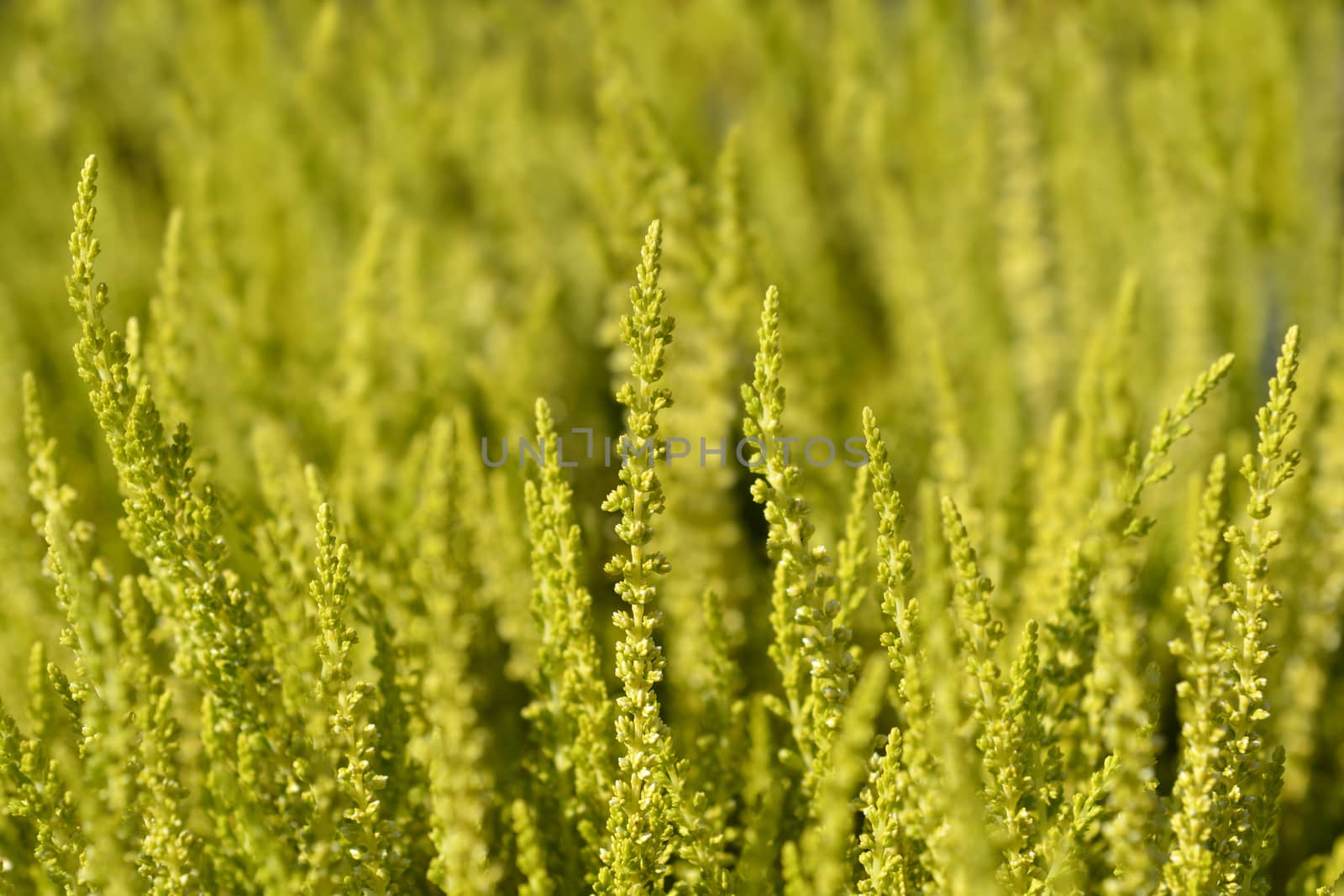 Common heather - Latin name - Calluna vulgaris