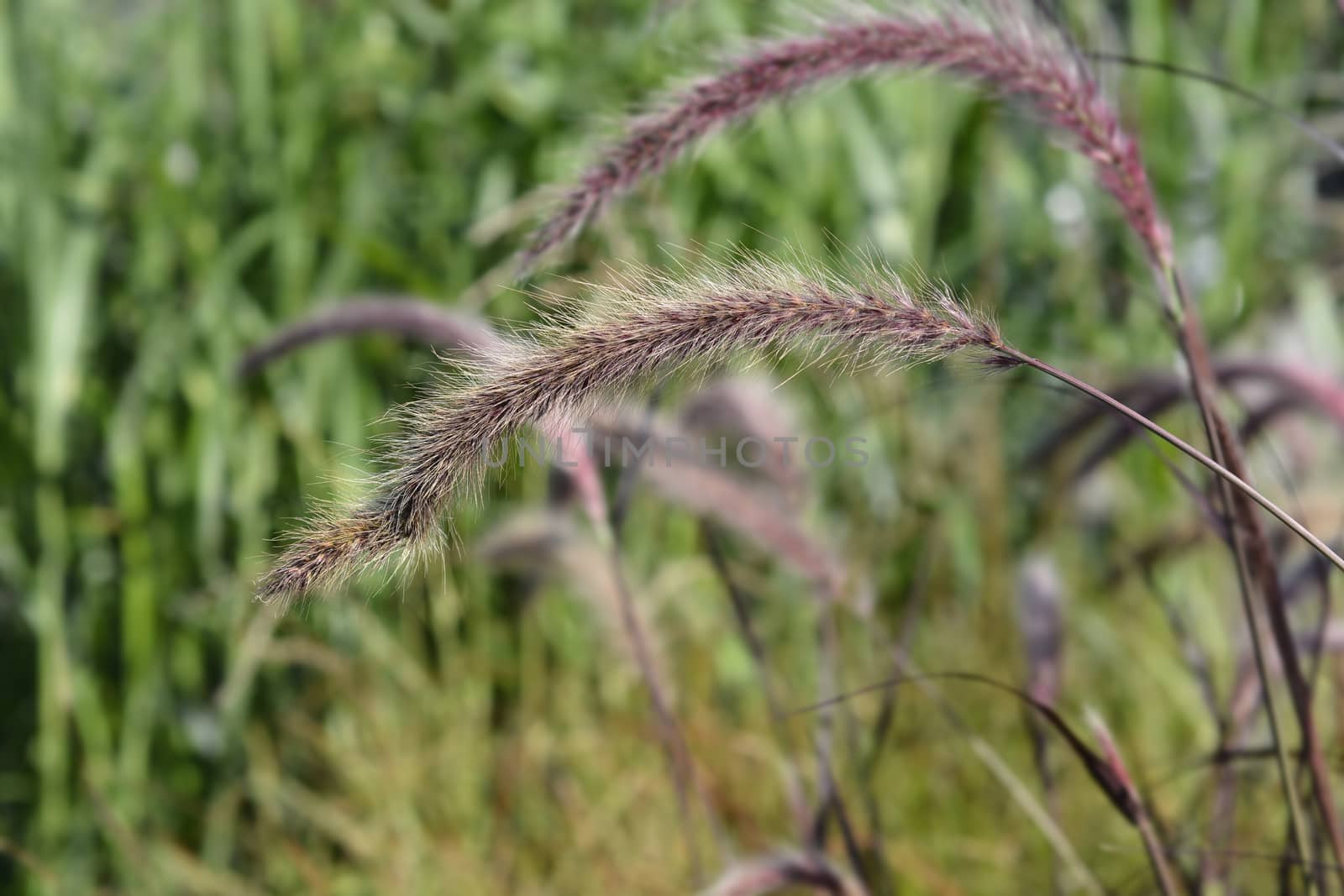 Fountain Grass Rubrum by nahhan