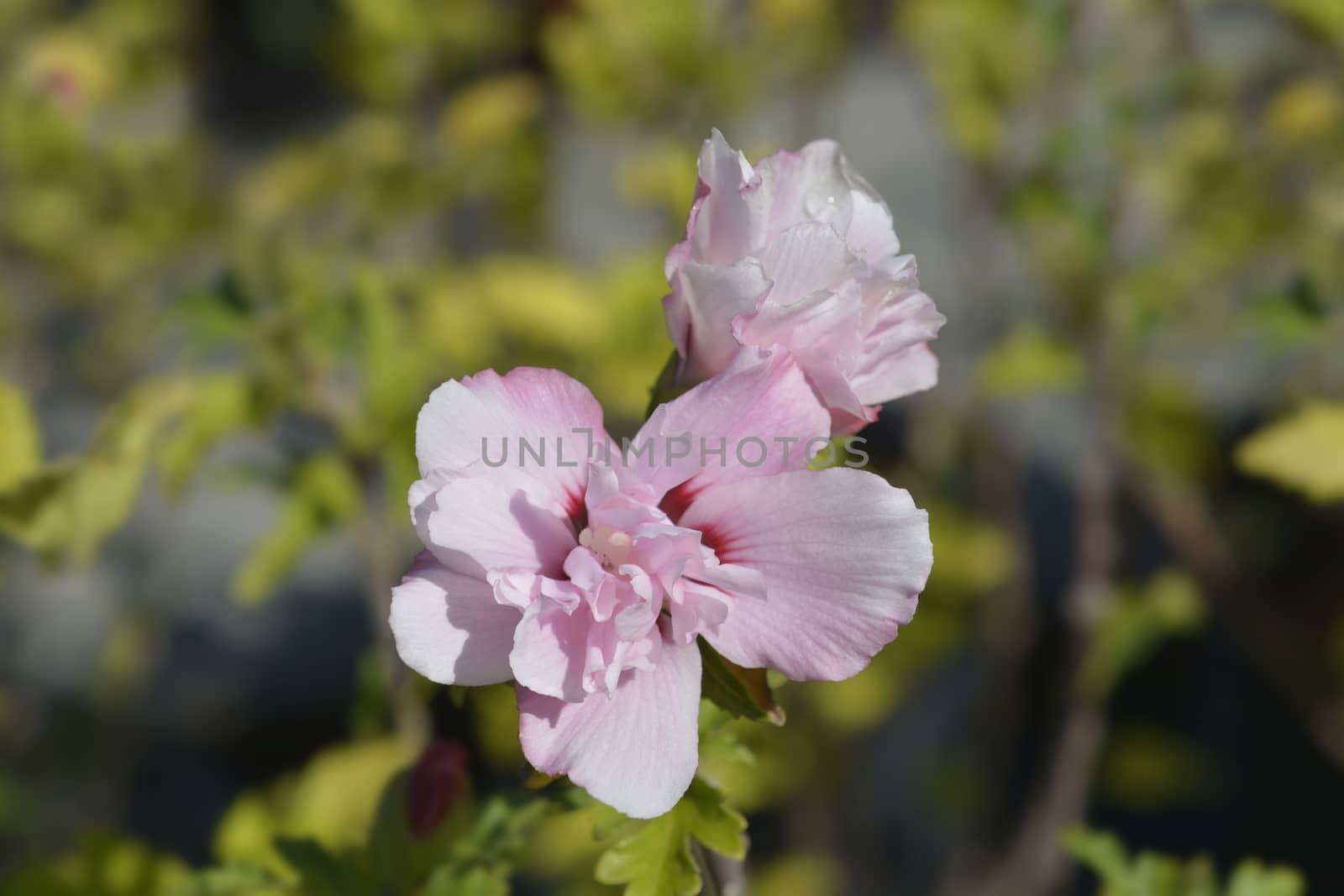 Rose Of Sharon Ardens - Latin name - Hibiscus syriacus Ardens