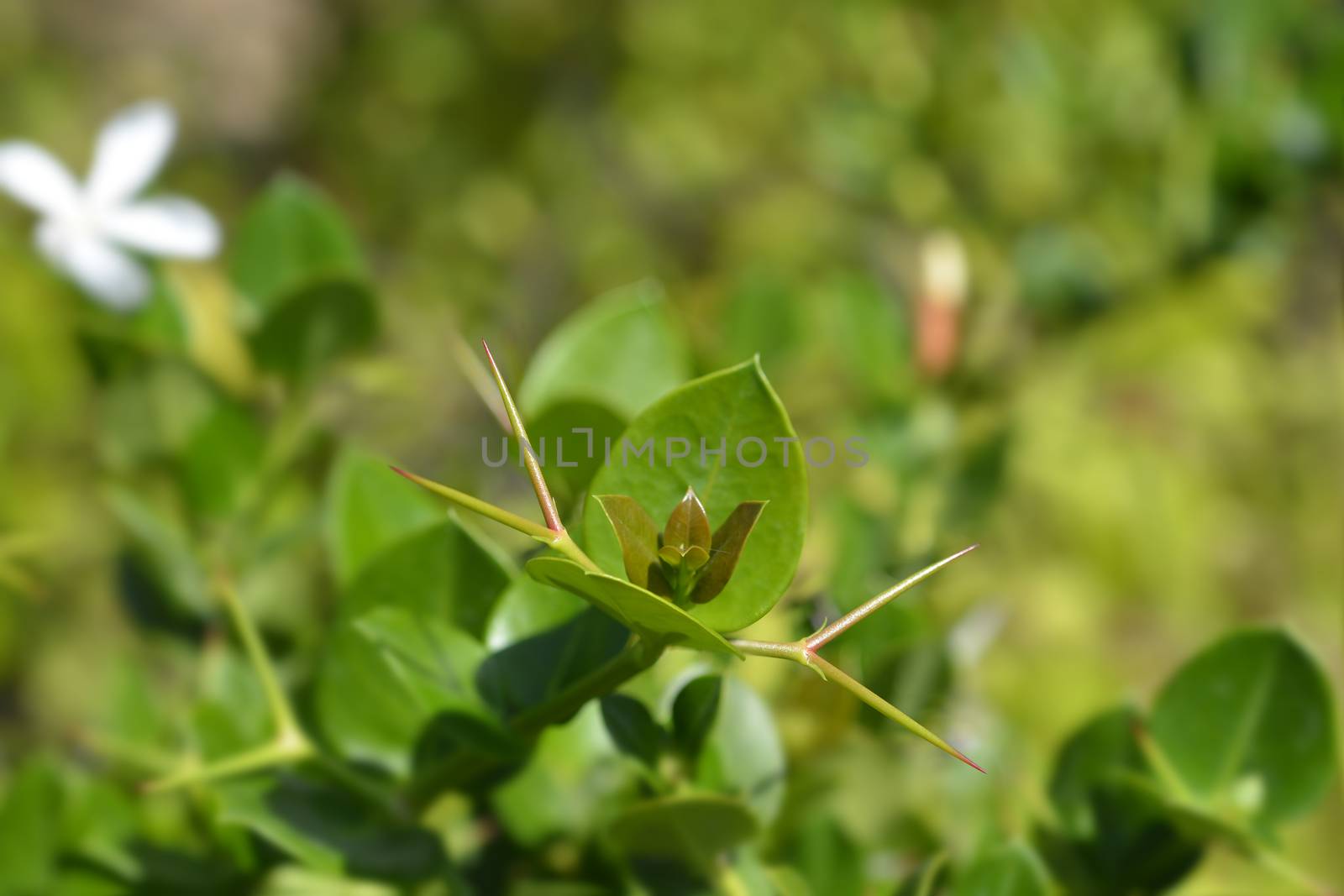 Natal plum leaves - Latin name - Carissa macrocarpa