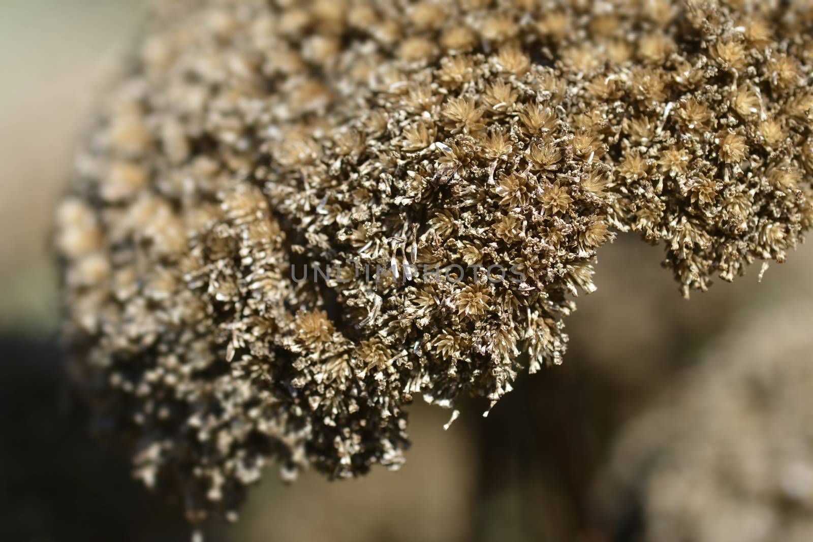 Gold plate yarrow seed head - Latin name - Achillea filipendulina Gold plate