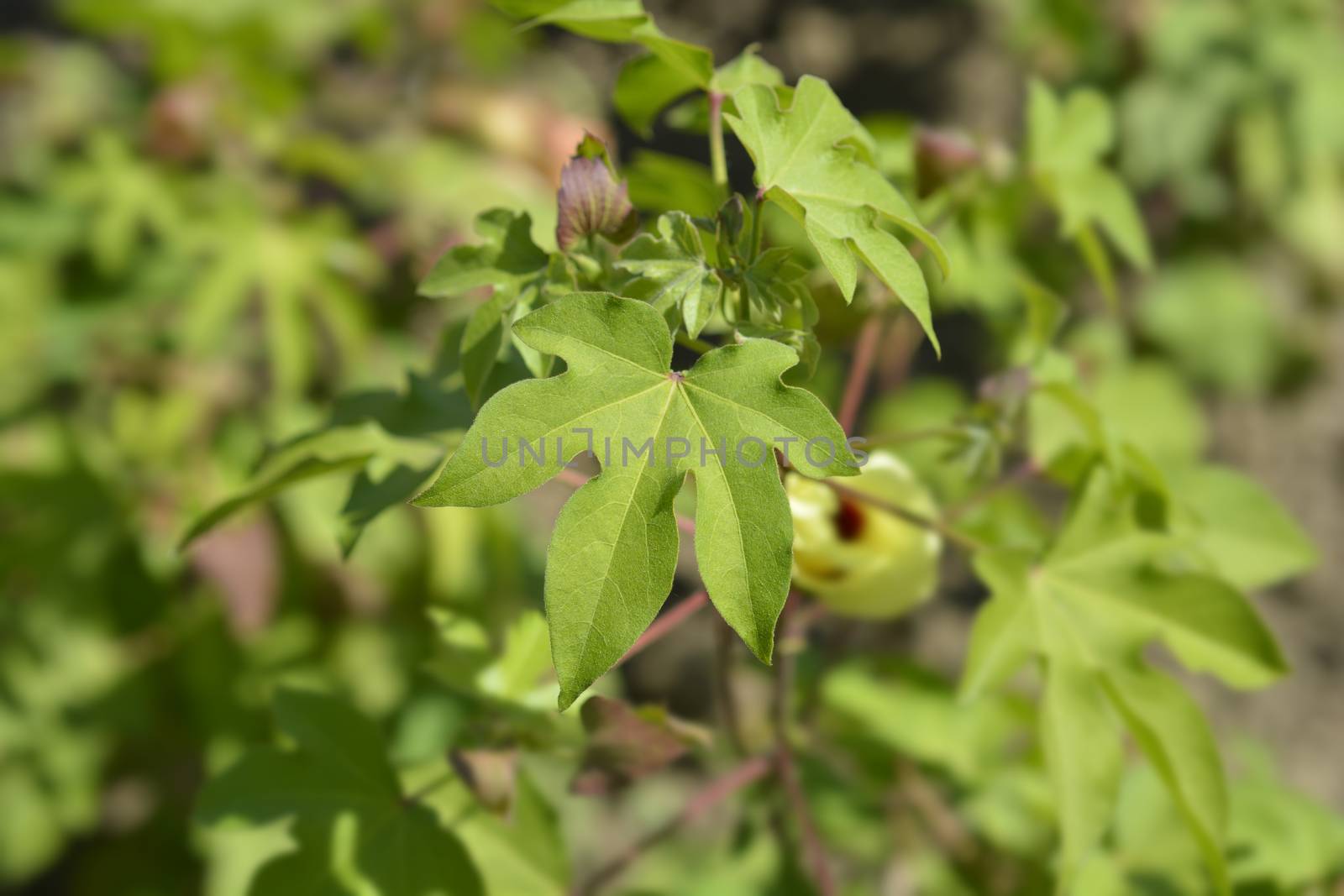 Levant cotton leaves - Latin name - Gossypium herbaceum