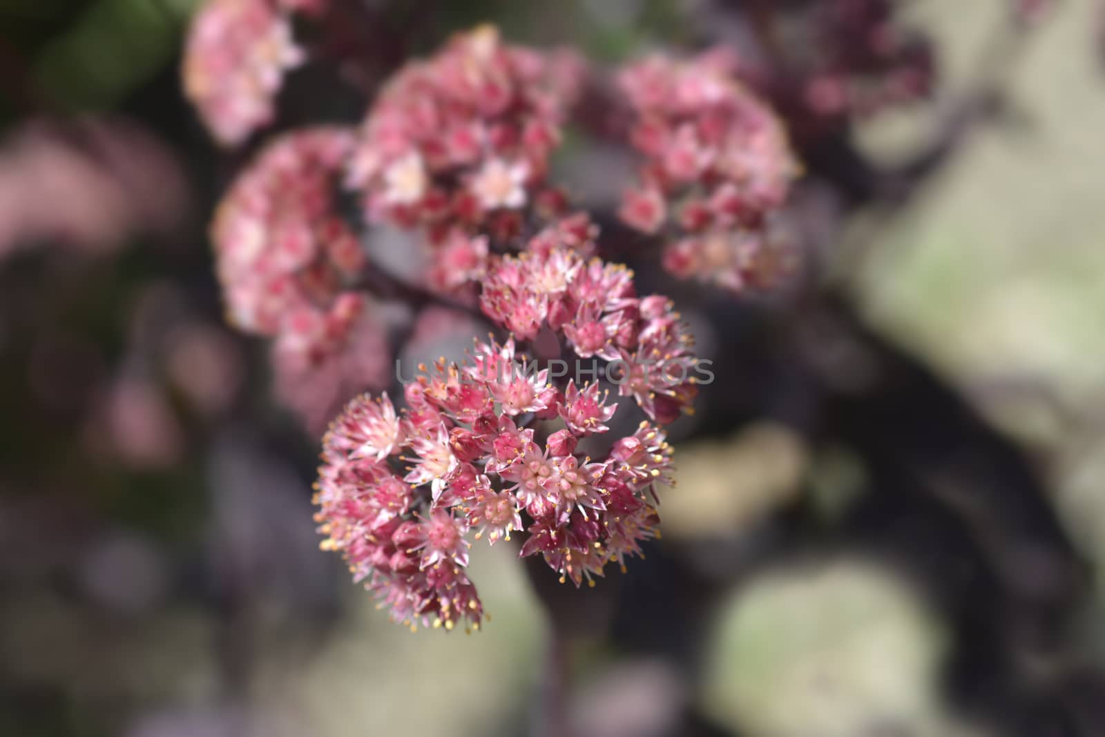 Orpine Purple Emperor - Latin name - Hylotelephium telephium Purple Emperor (Sedum telephium Purple Emperor)