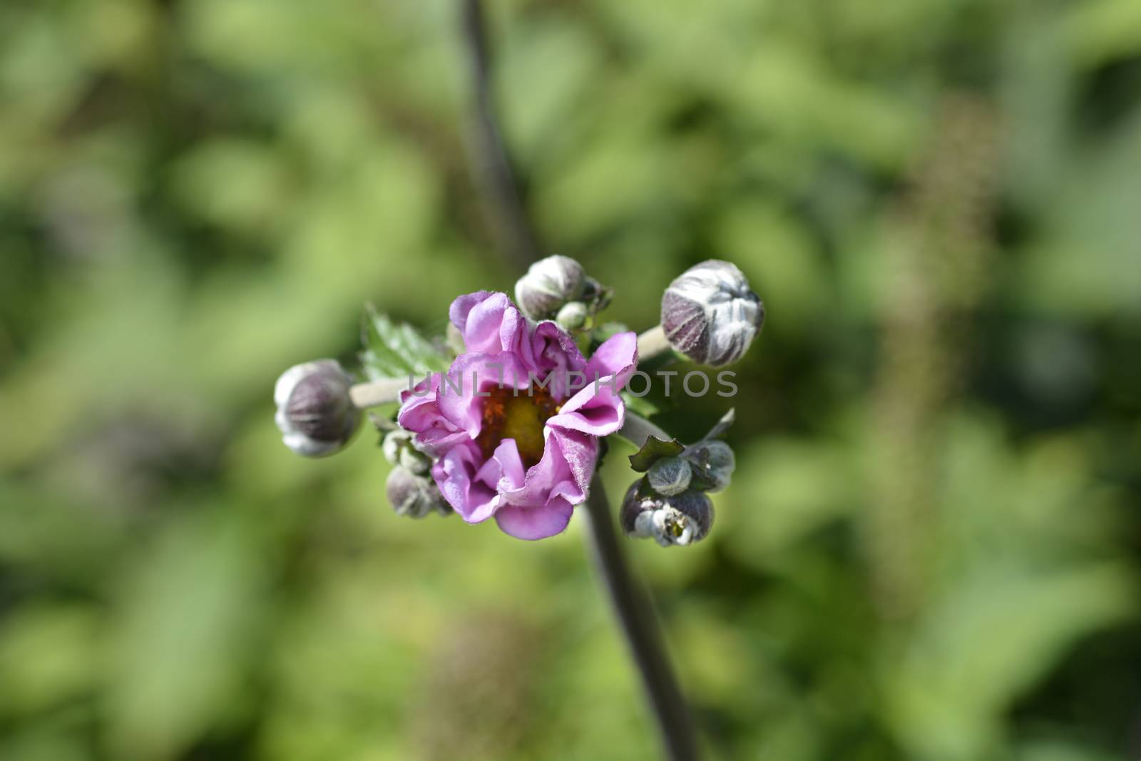 Japanese anemone Koenigin Charlotte by nahhan