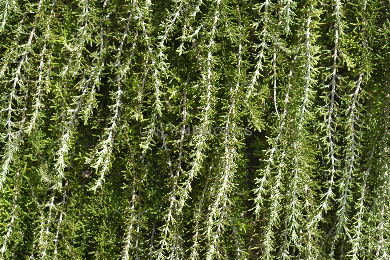 Rosemary branches - Latin name - Rosmarinus officinalis