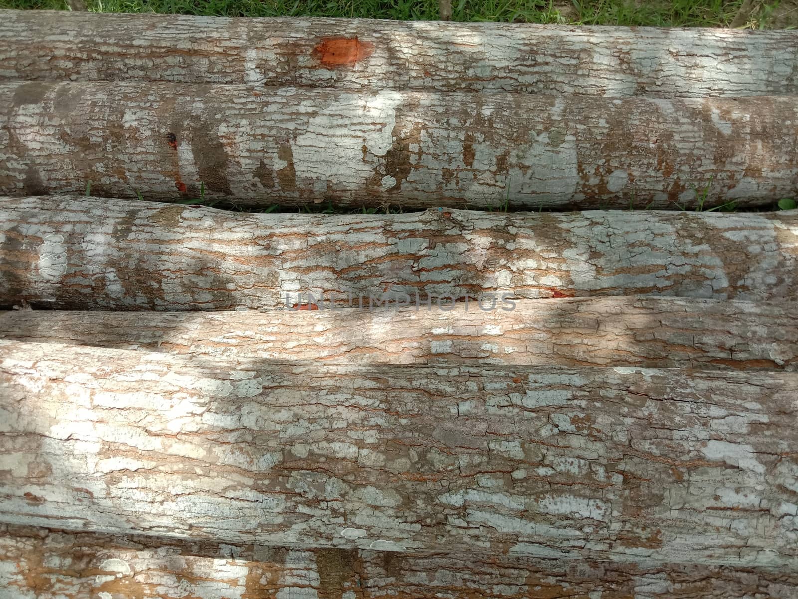 stack of firewood in forest