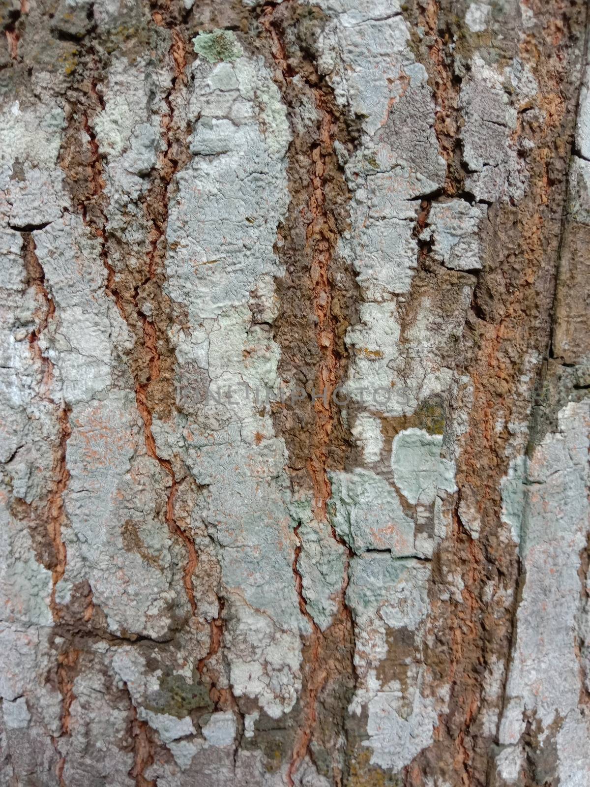 wooden texture background on saw mill