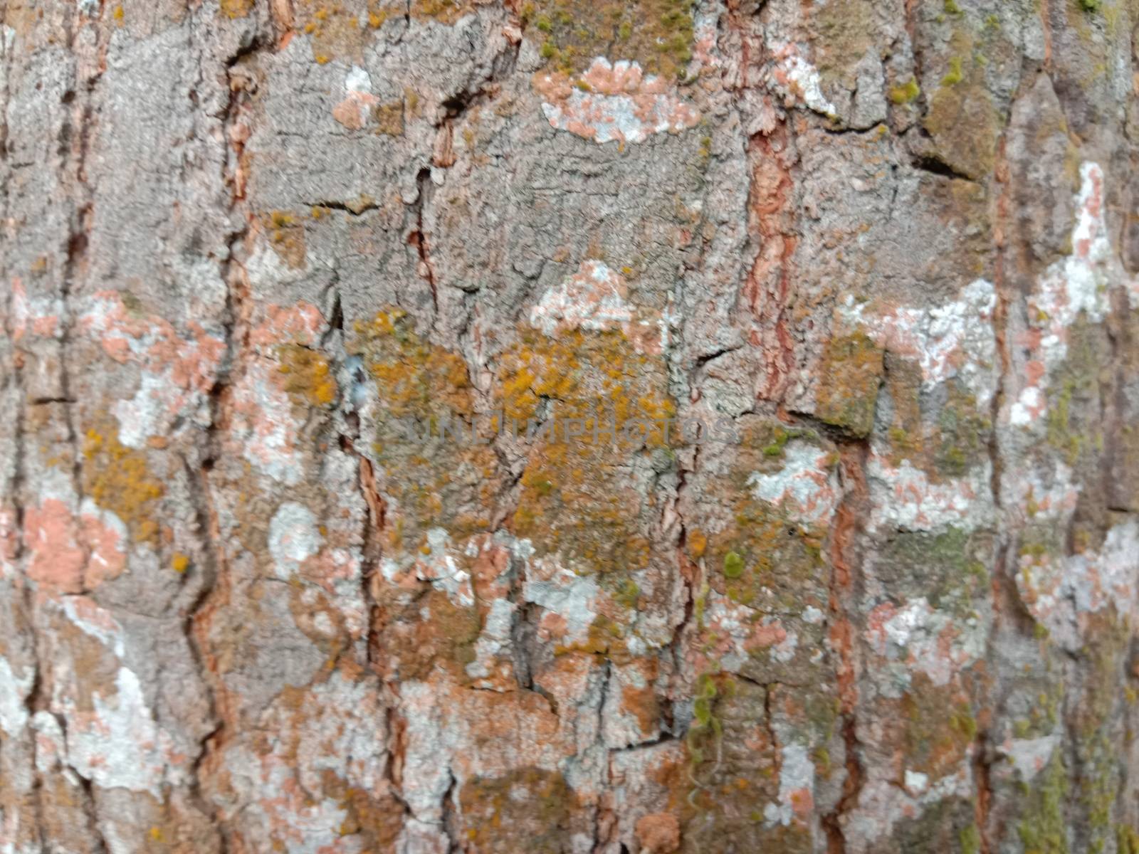 wooden texture background on saw mill