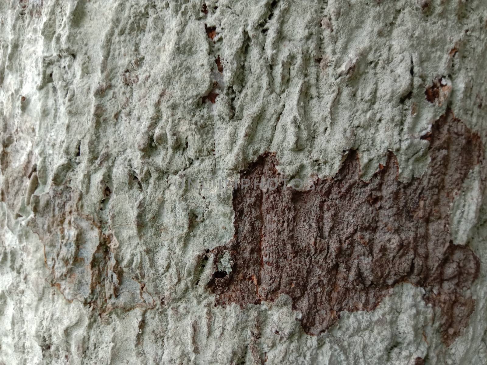 wooden texture background on saw mill