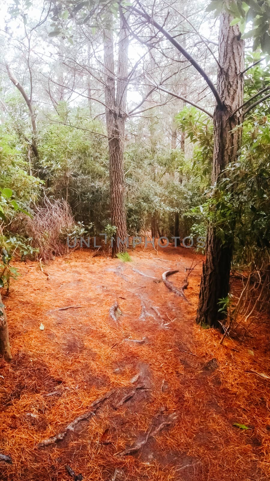 Red Hill Mountain Bike Park in Australia by FiledIMAGE