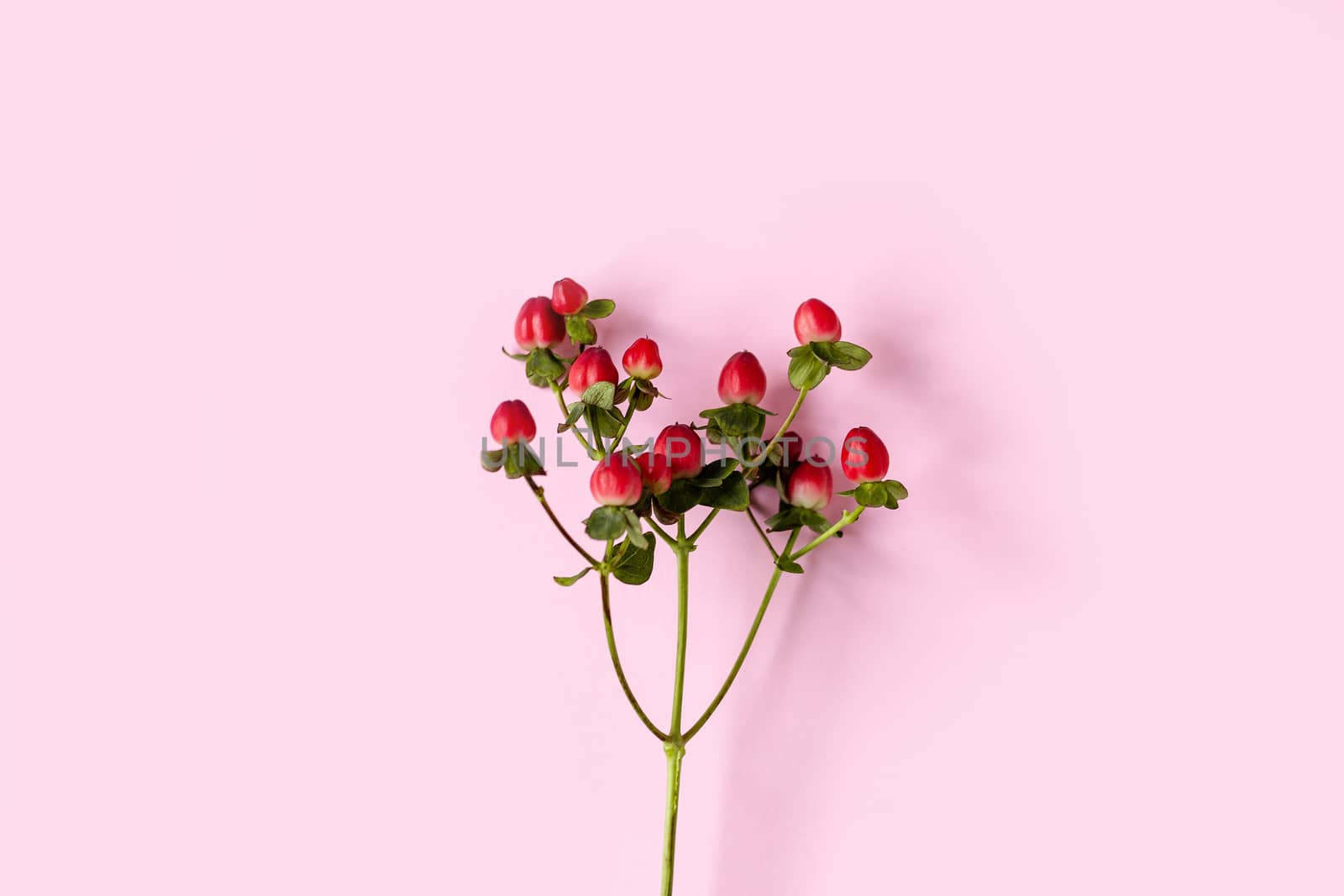 Hypericum perforatum, Red St. John's wort on a pink background, banner, postcard, advertising, homeopathy concept, alternative medicine, red fruit on a branch, background, design, copy space.
