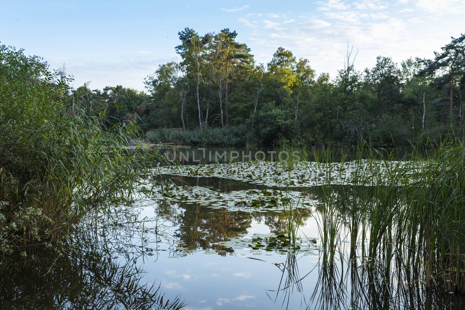 reflections of the trees and forest in the lake with waterflowers like lily in the national park de ijzeren man