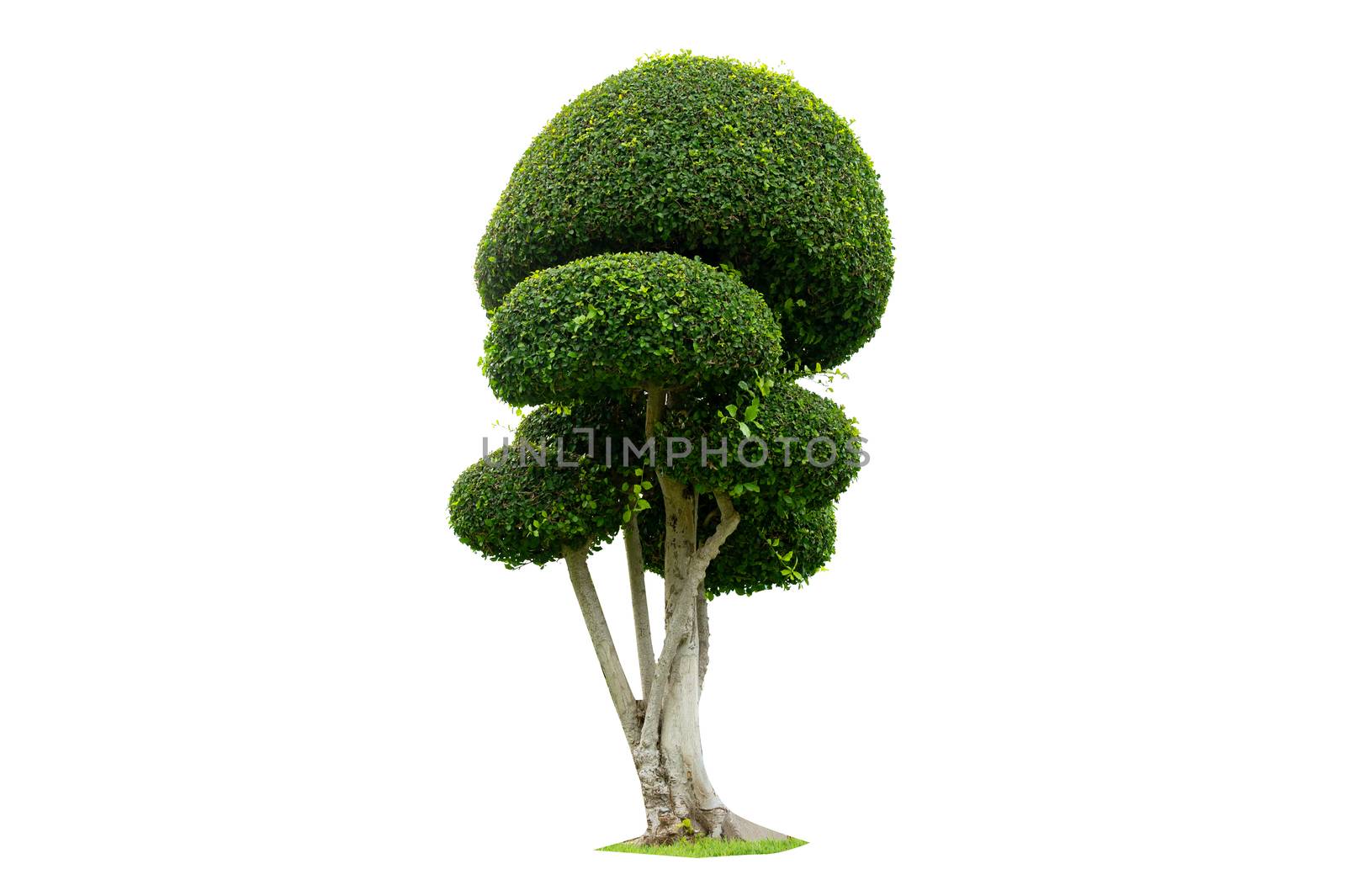 Tree Shrub Garden Decoration White Background