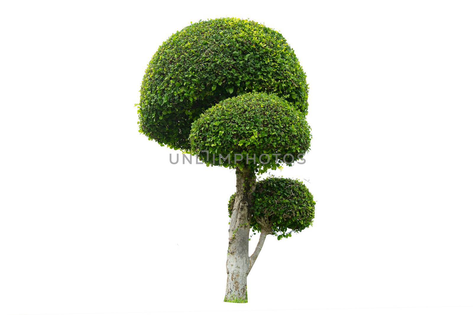 Tree Shrub Garden Decoration White Background