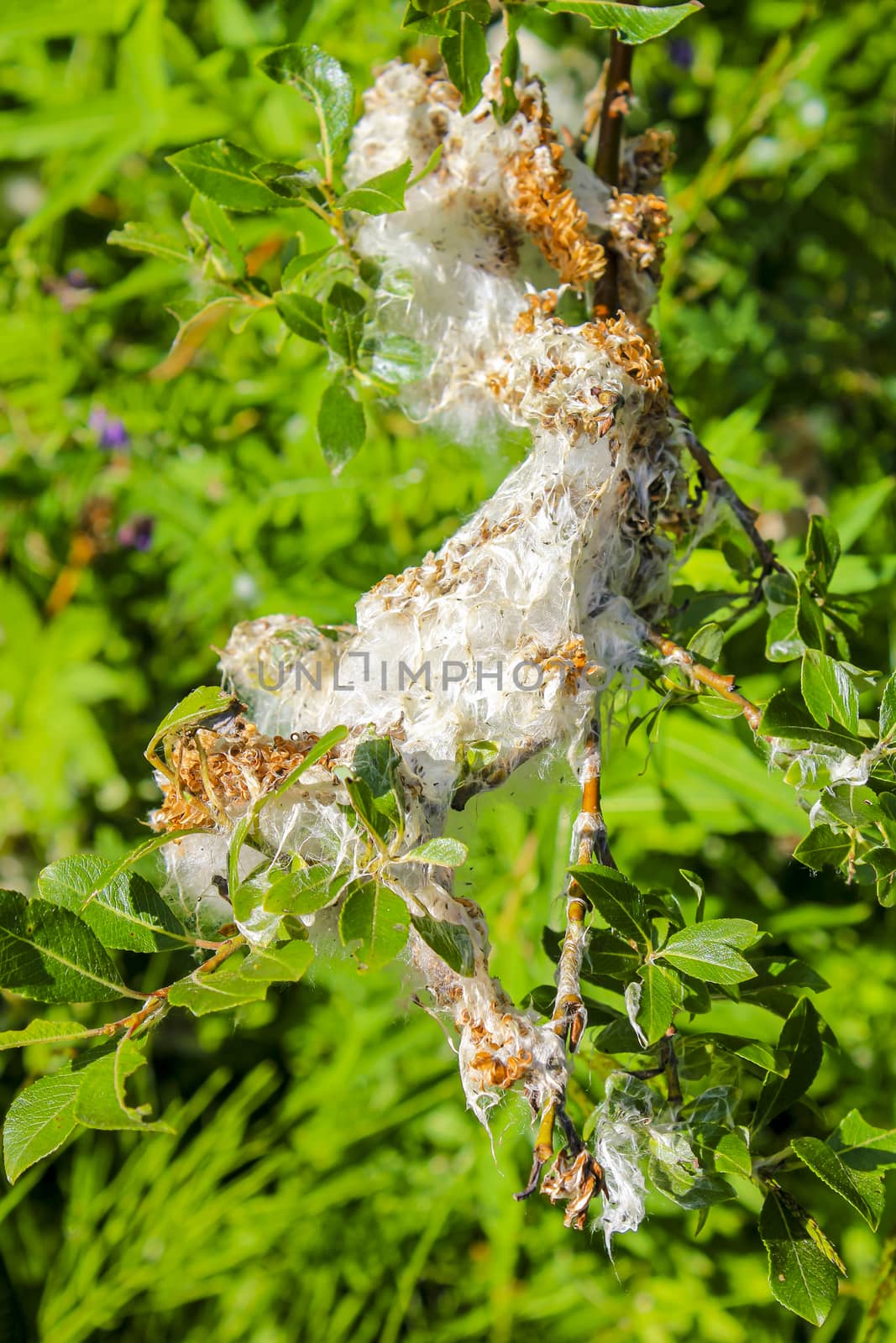 Huge insect nest made of silk thread and weave, Norway. by Arkadij