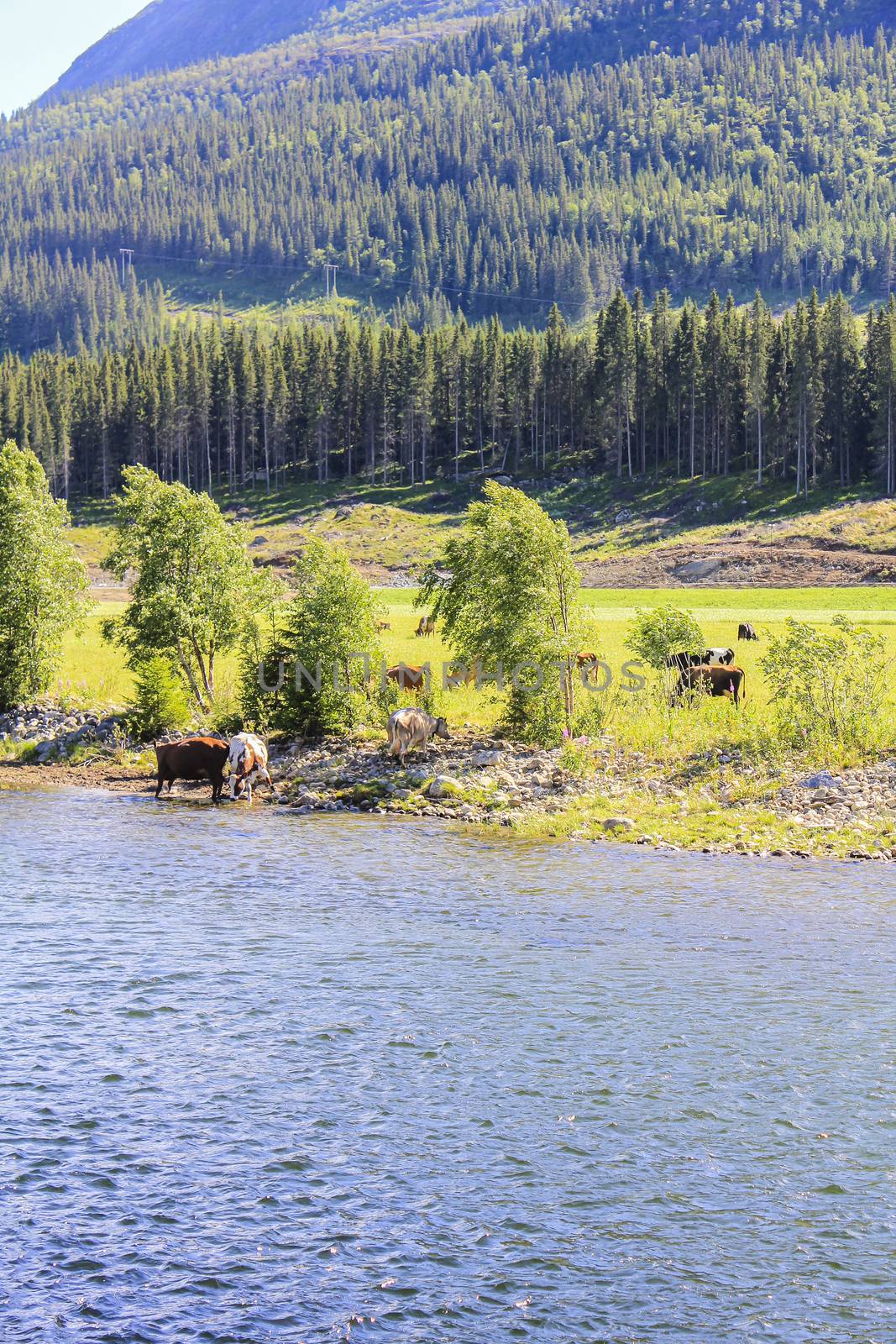 Cows drinking water from beautiful river Hemsila in Hemsedal, Viken, Buskerud, Norway.