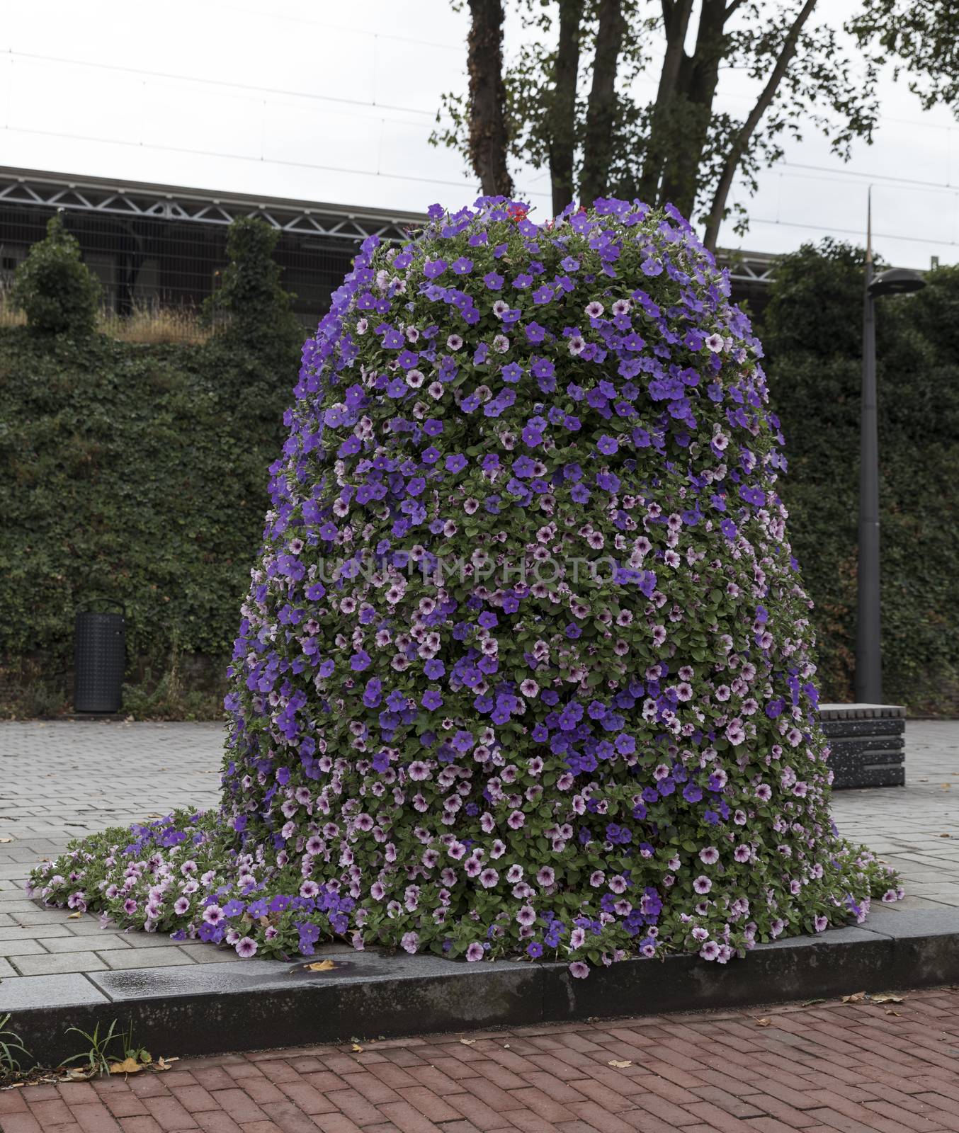 large street planter with purple and pink petunia flowers