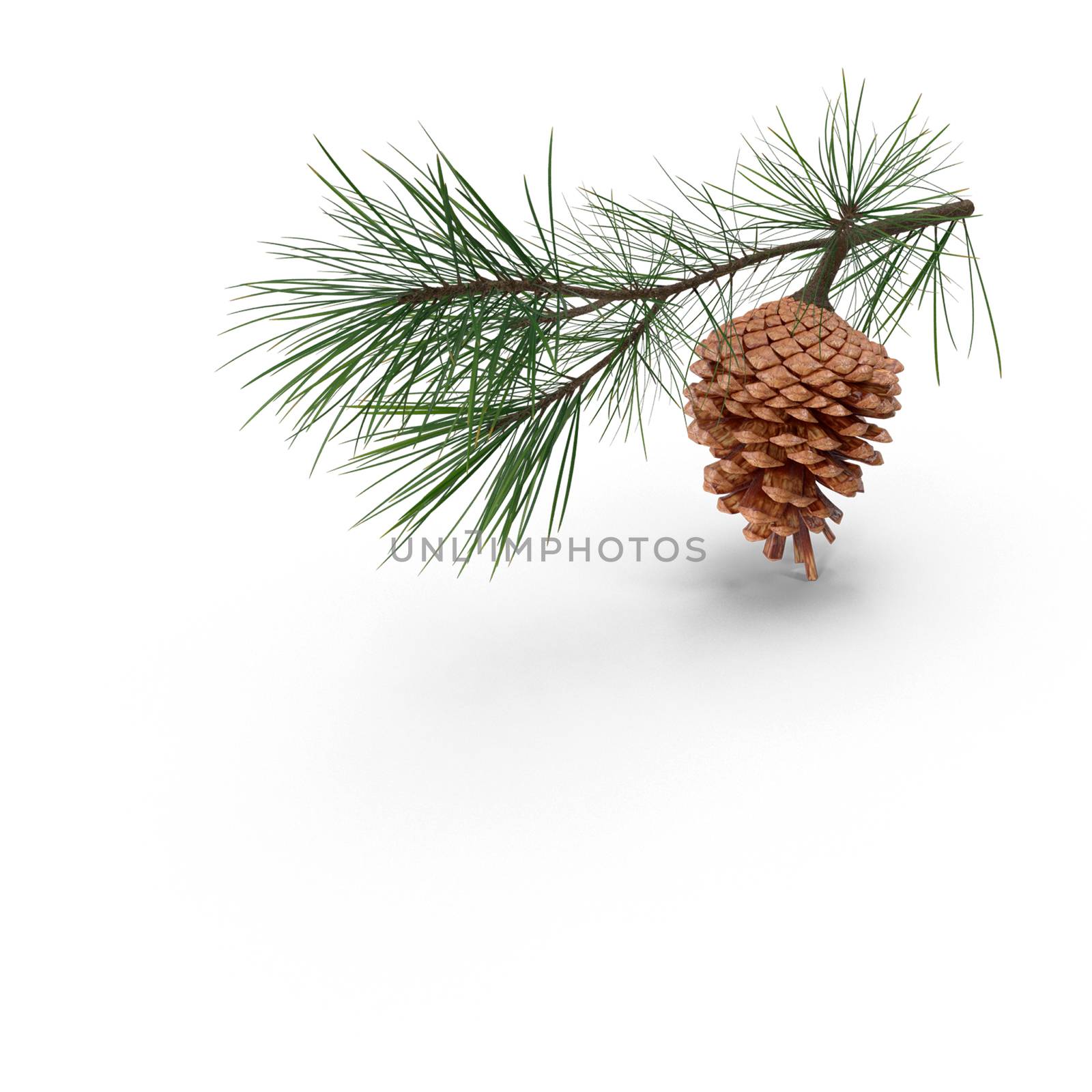 Christmas decoration: a pine branch with a cone on a white background. ZD rendering. Copy space.