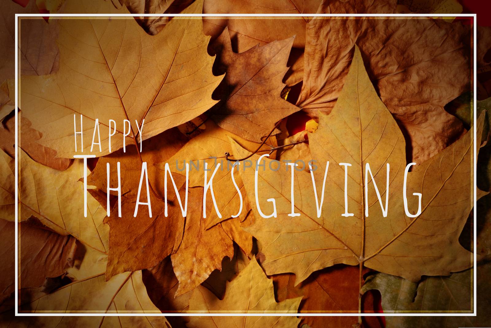 Happy Thanksgiving Day with Maple leave and text